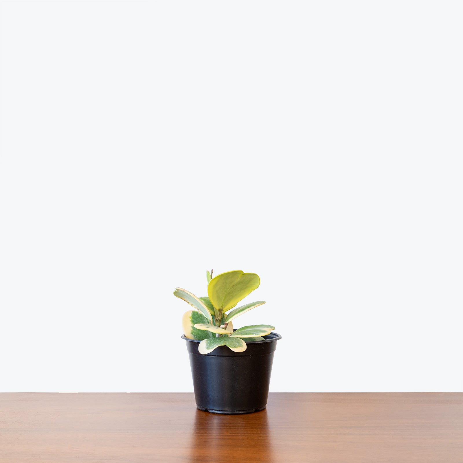 Hoya Kerrii Variegata | Variegated Hoya Heart - House Plants Delivery Toronto - JOMO Studio