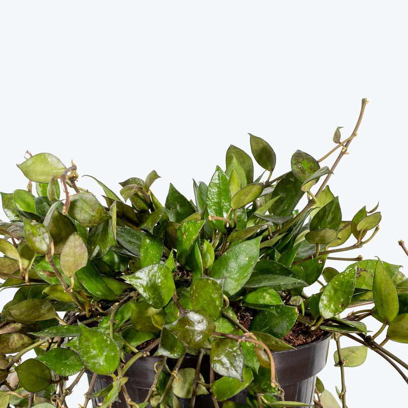 Hoya Krohniana Black - House Plants Delivery Toronto - JOMO Studio