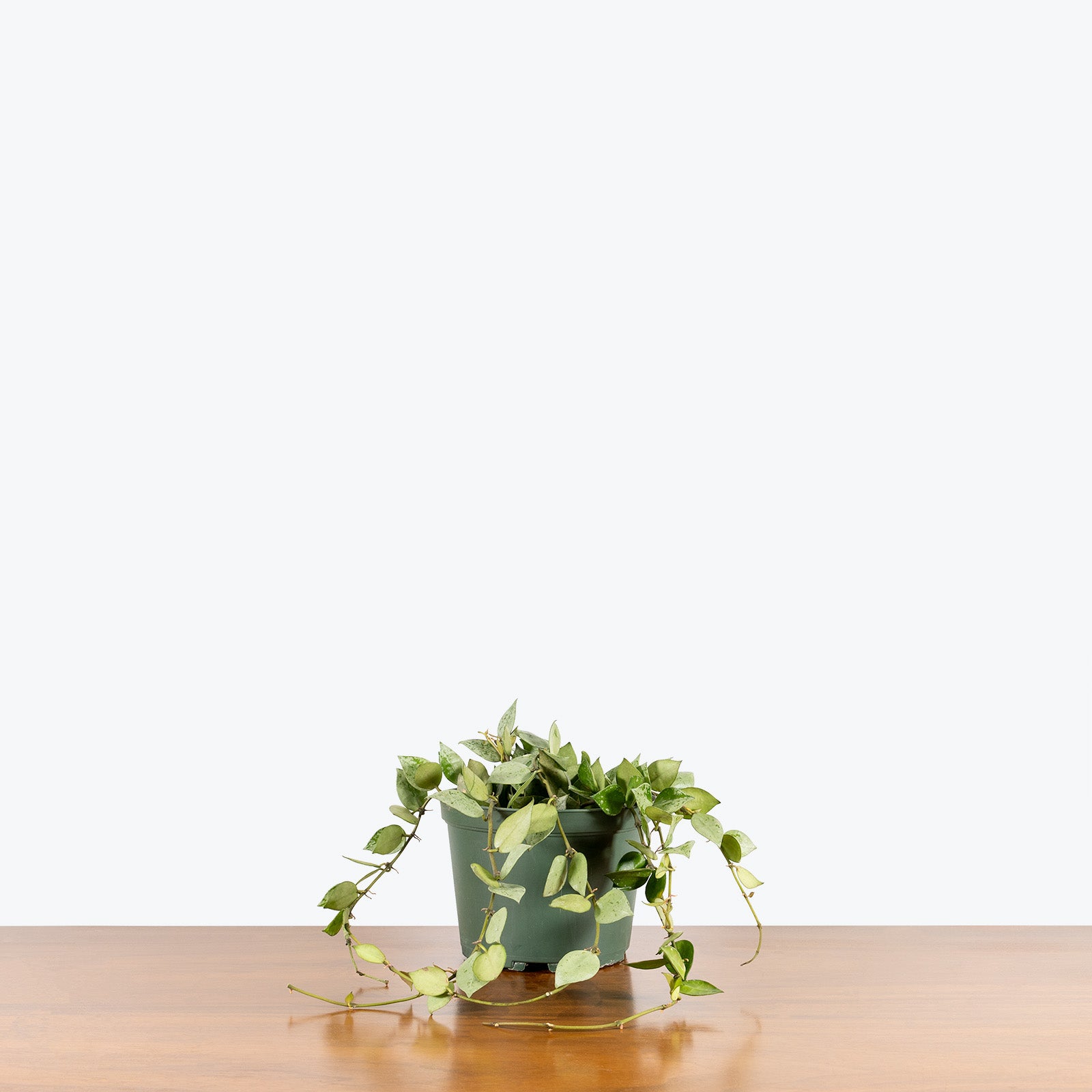 Hoya Krohniana Silver | Indoor Tropical Plants & Houseplants for Delivery | Care Guide and Pro Tips