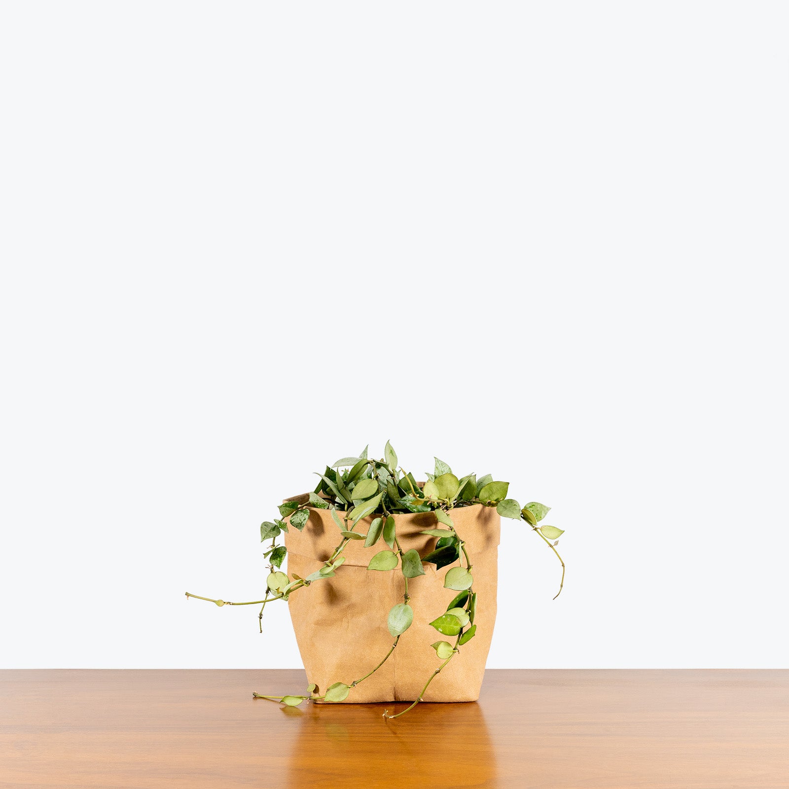 Hoya Krohniana Silver | Indoor Tropical Plants & Houseplants for Delivery | Care Guide and Pro Tips