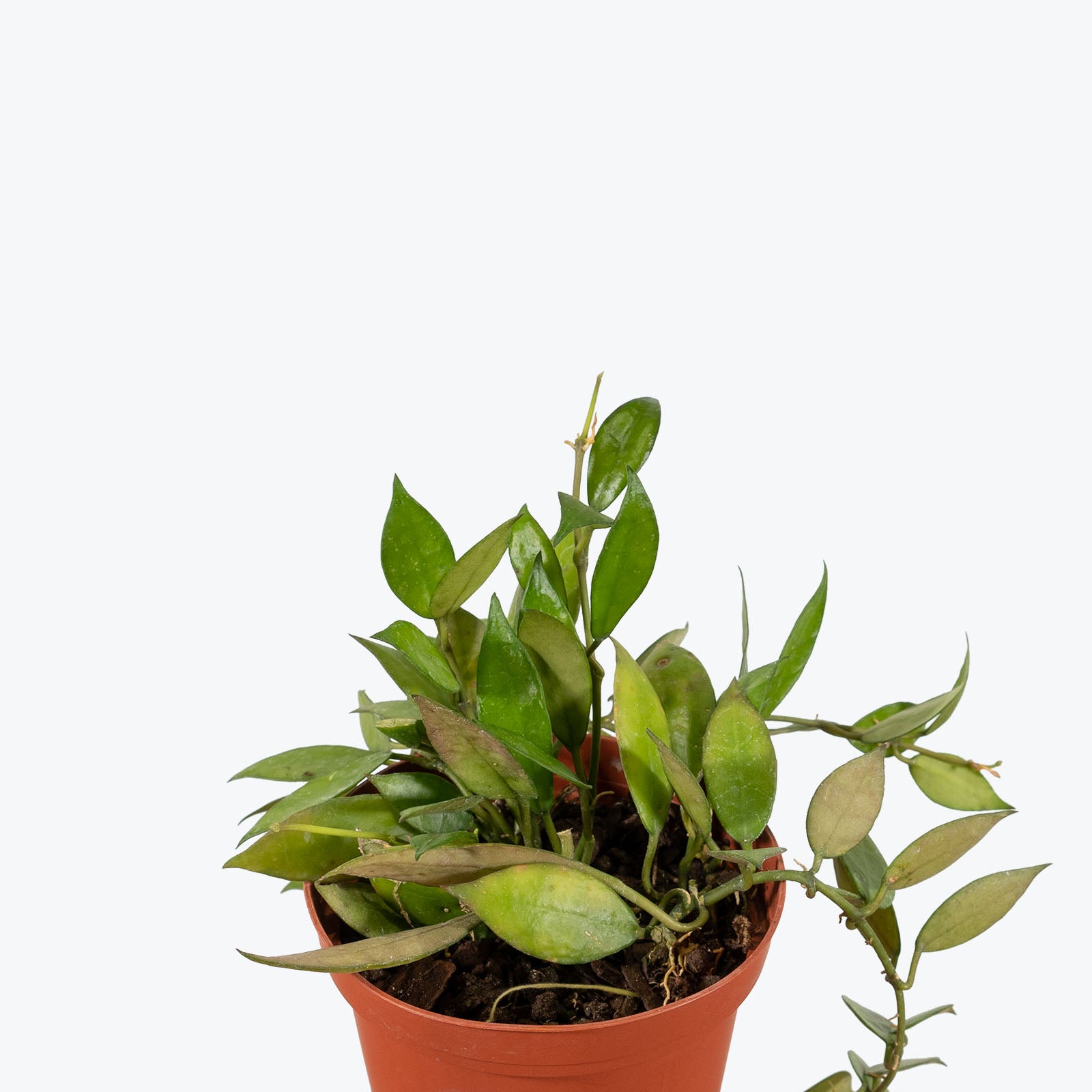 Hoya Lacunosa - House Plants Delivery Toronto - JOMO Studio