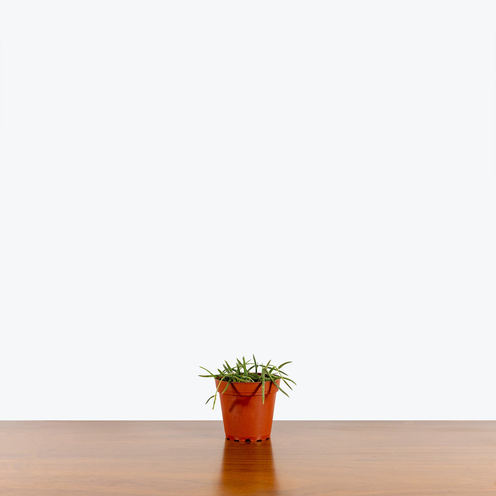 Hoya Linearis - House Plants Delivery Toronto - JOMO Studio