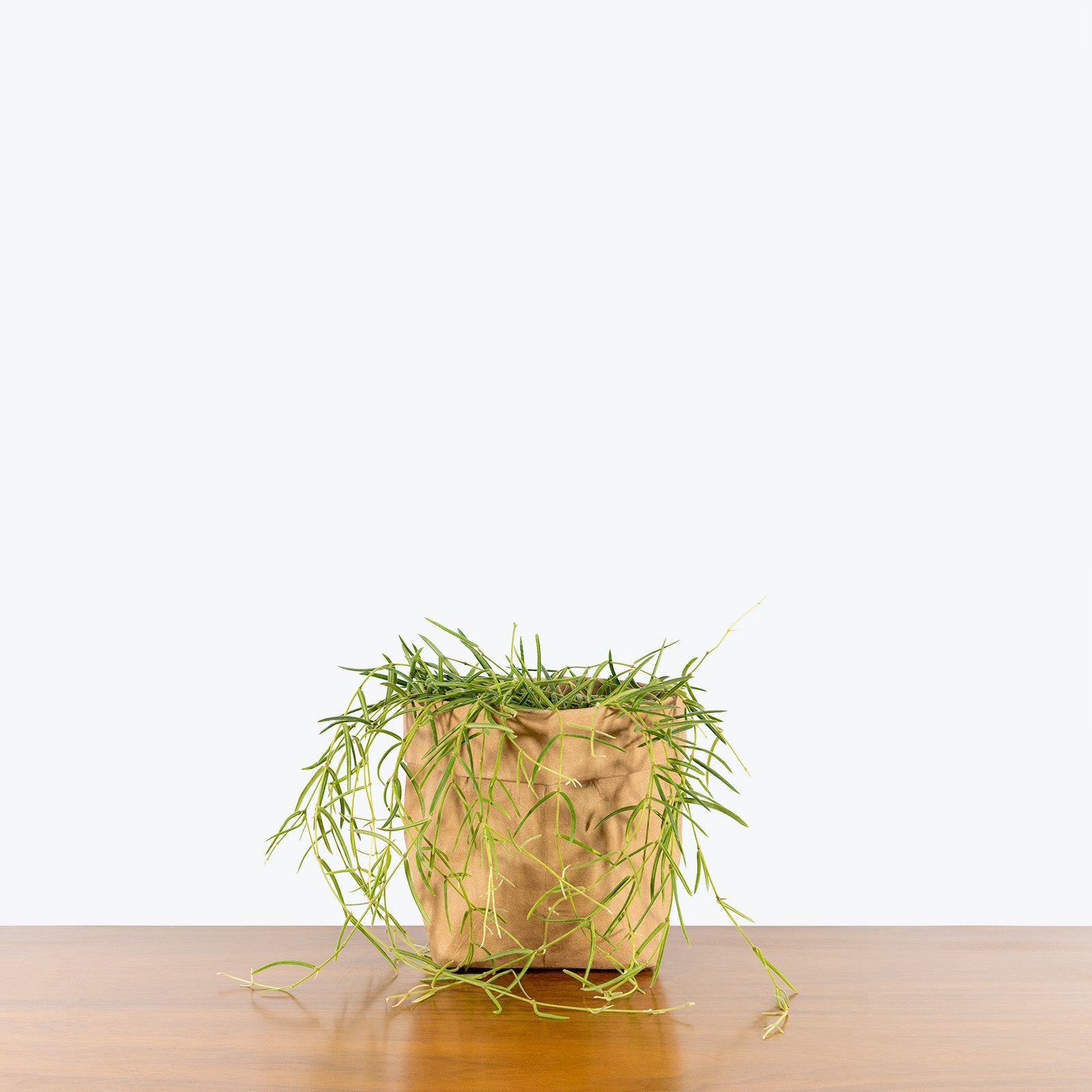 Hoya Linearis - House Plants Delivery Toronto - JOMO Studio