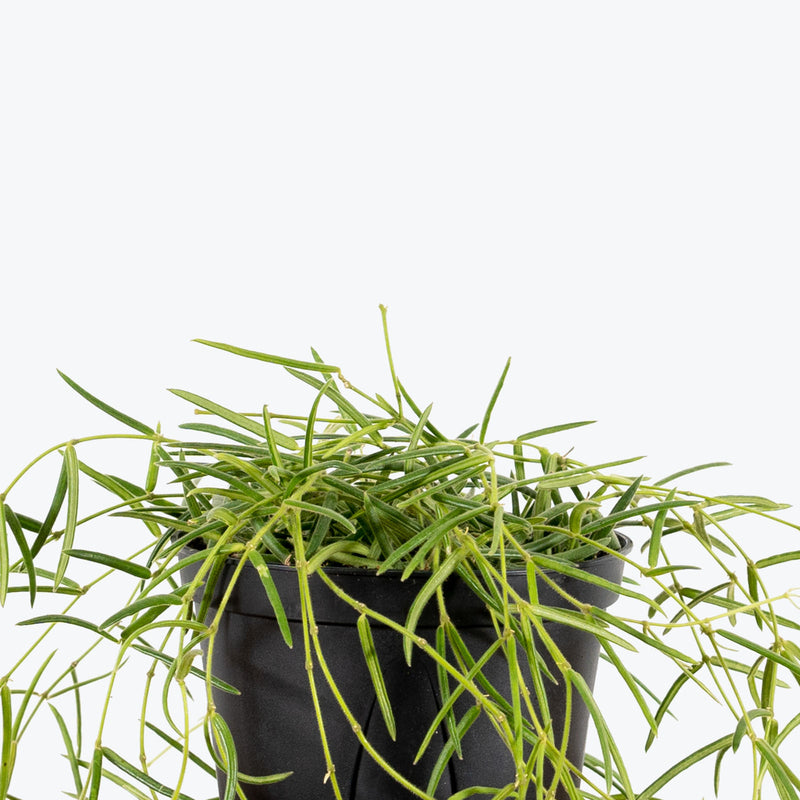 Hoya Linearis - House Plants Delivery Toronto - JOMO Studio