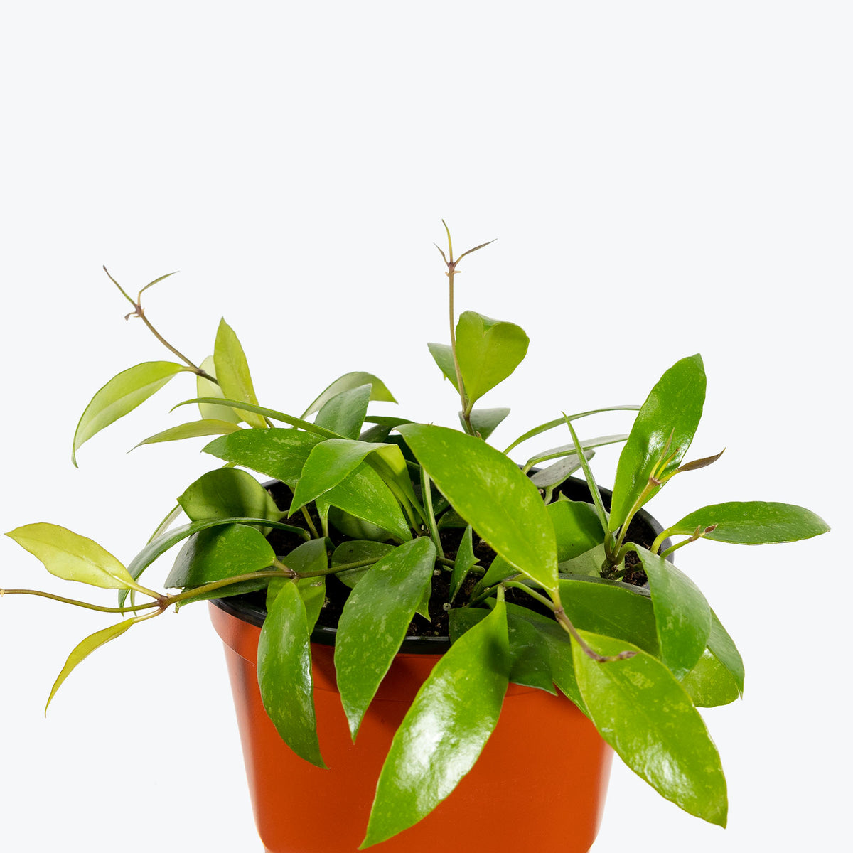 Hoya Memoria - House Plants Delivery Toronto - JOMO Studio