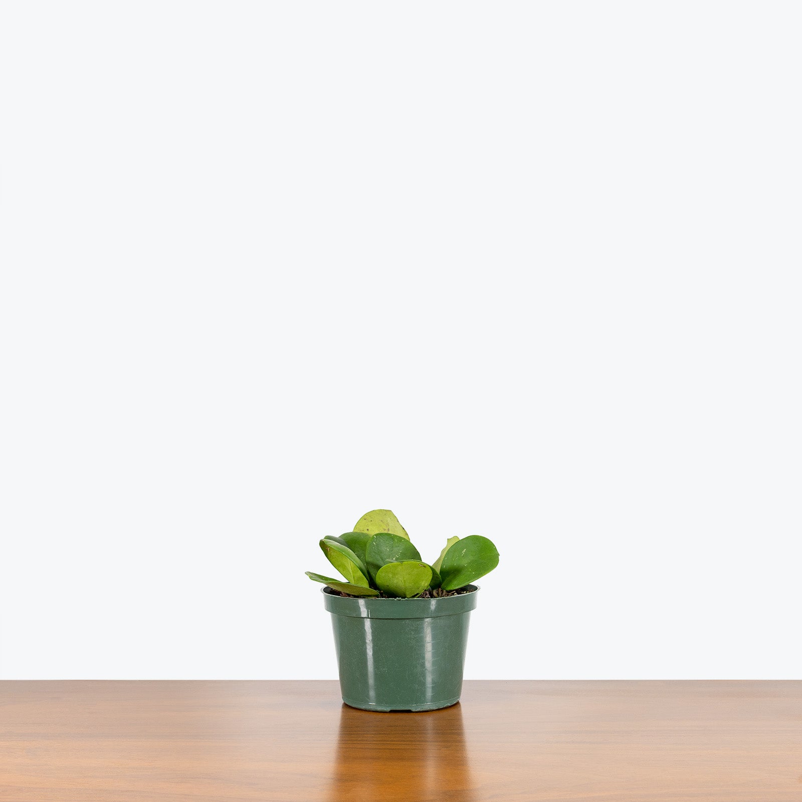 Hoya Obovata - House Plants Delivery Toronto - JOMO Studio