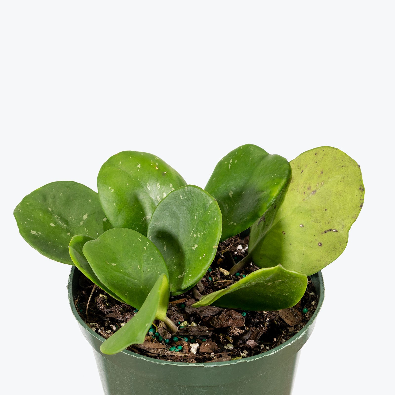 Hoya Obovata - House Plants Delivery Toronto - JOMO Studio
