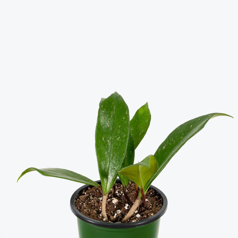 Hoya Pubicalyx - House Plants Delivery Toronto - JOMO Studio