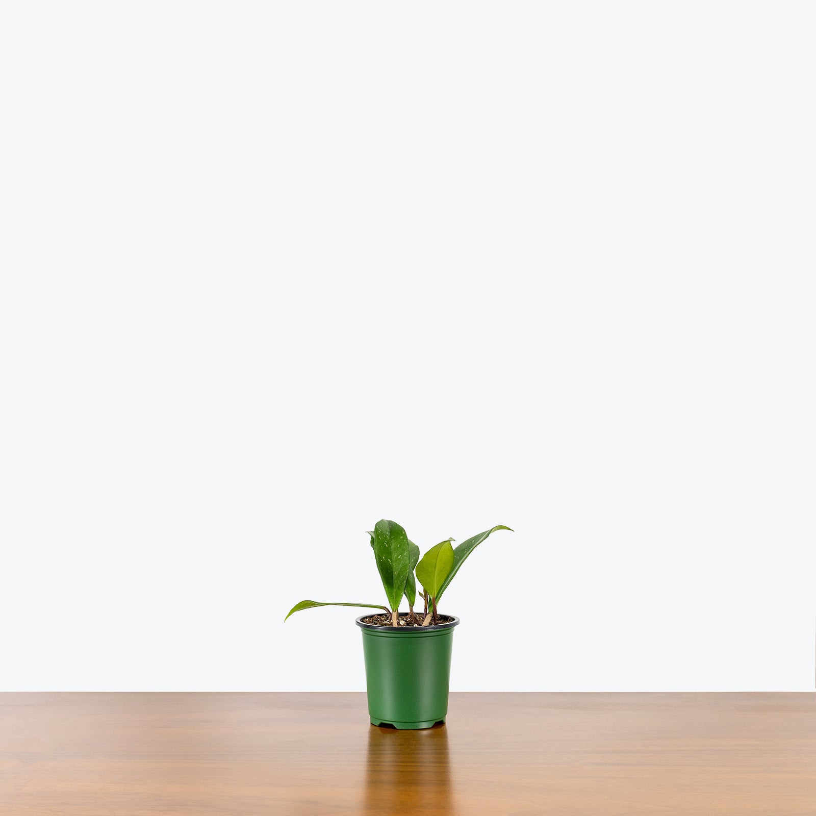 Hoya Pubicalyx | Care Guide and Pro Tips - Delivery from Toronto across Canada - JOMO Studio