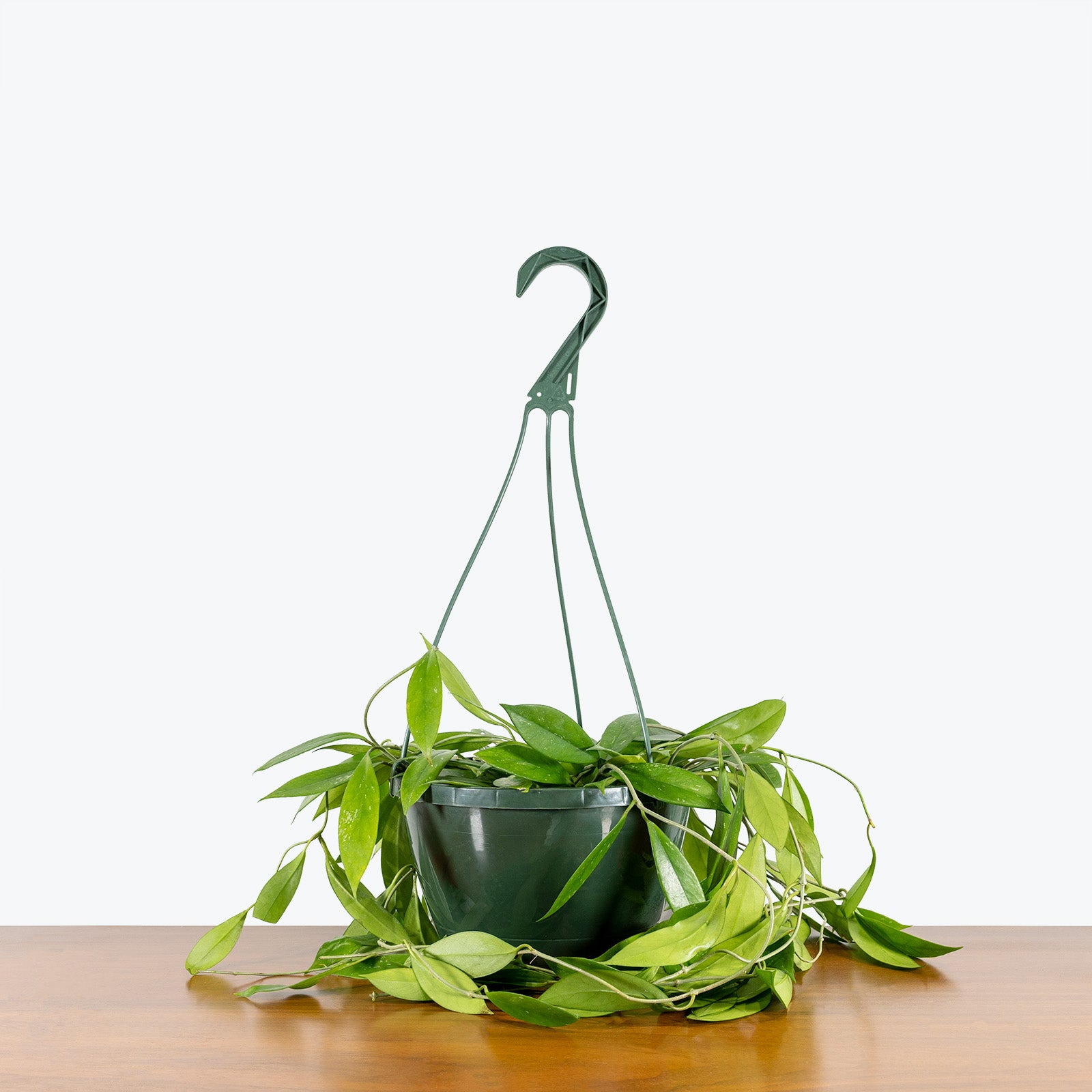 Hoya Pubicalyx | Care Guide and Pro Tips - Delivery from Toronto across Canada - JOMO Studio