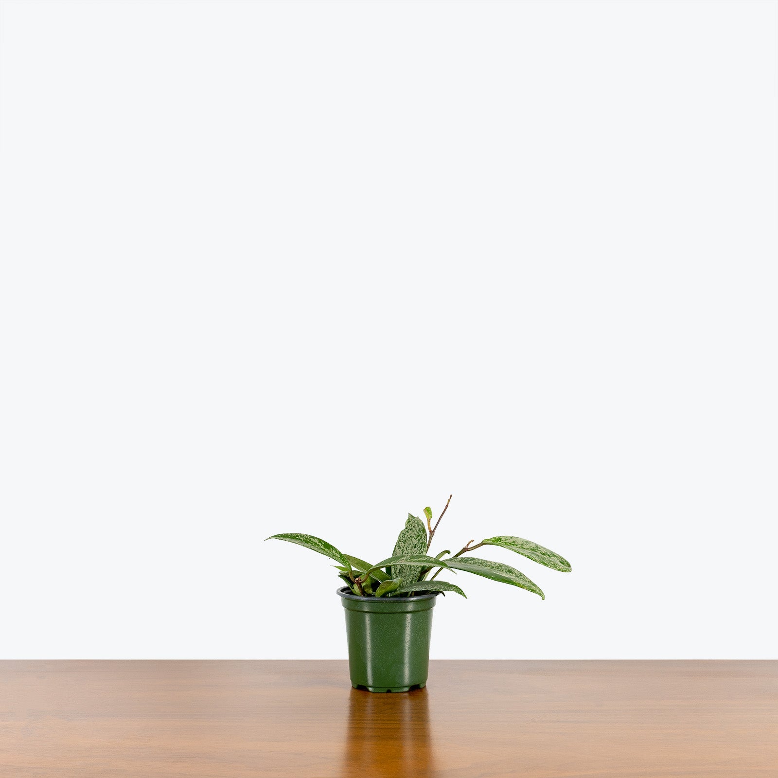 Hoya Pubicalyx Silver Splash | Care Guide and Pro Tips - Delivery from Toronto across Canada - JOMO Studio