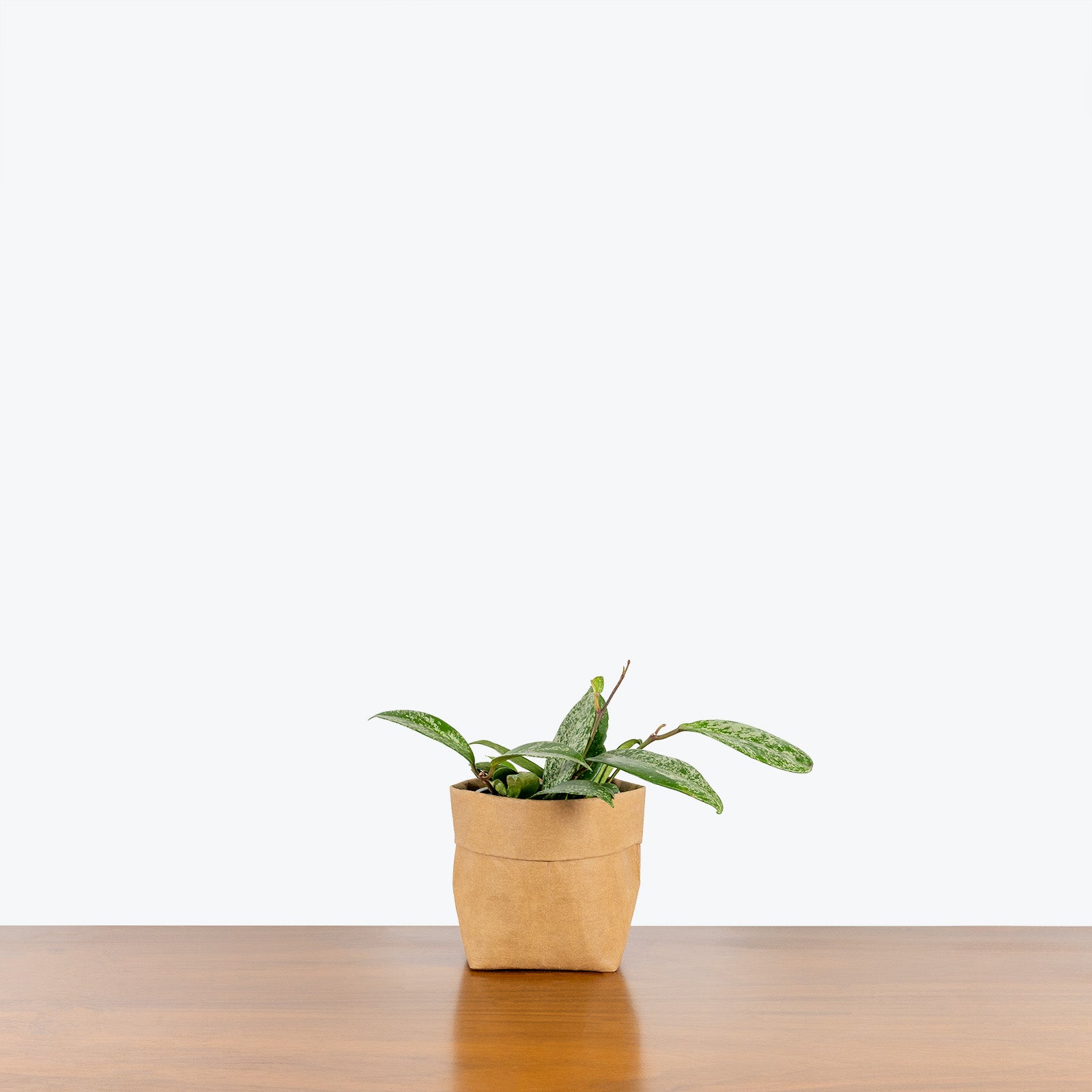 Hoya Pubicalyx Silver Splash | Care Guide and Pro Tips - Delivery from Toronto across Canada - JOMO Studio