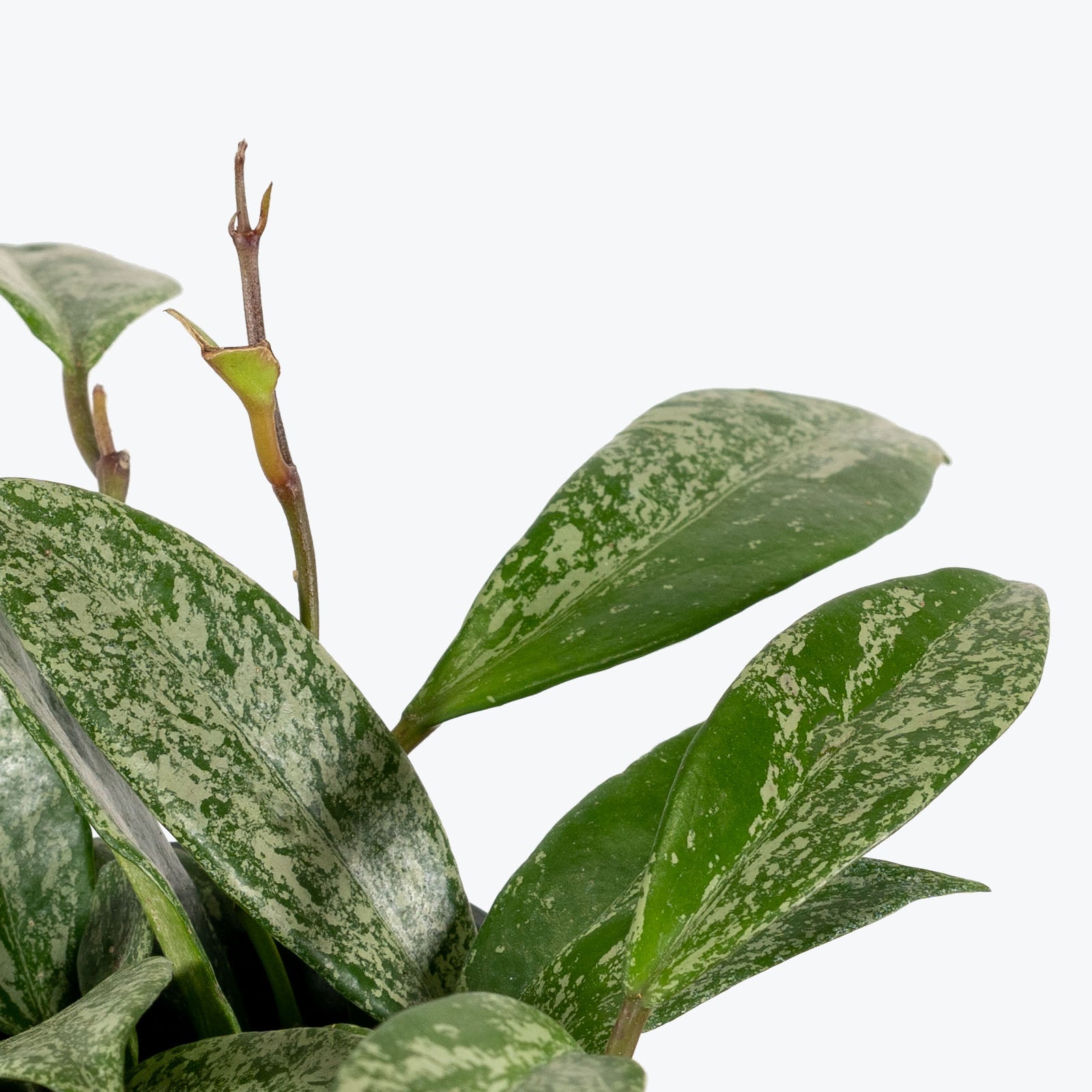 Hoya Pubicalyx Silver Splash | Care Guide and Pro Tips - Delivery from Toronto across Canada - JOMO Studio