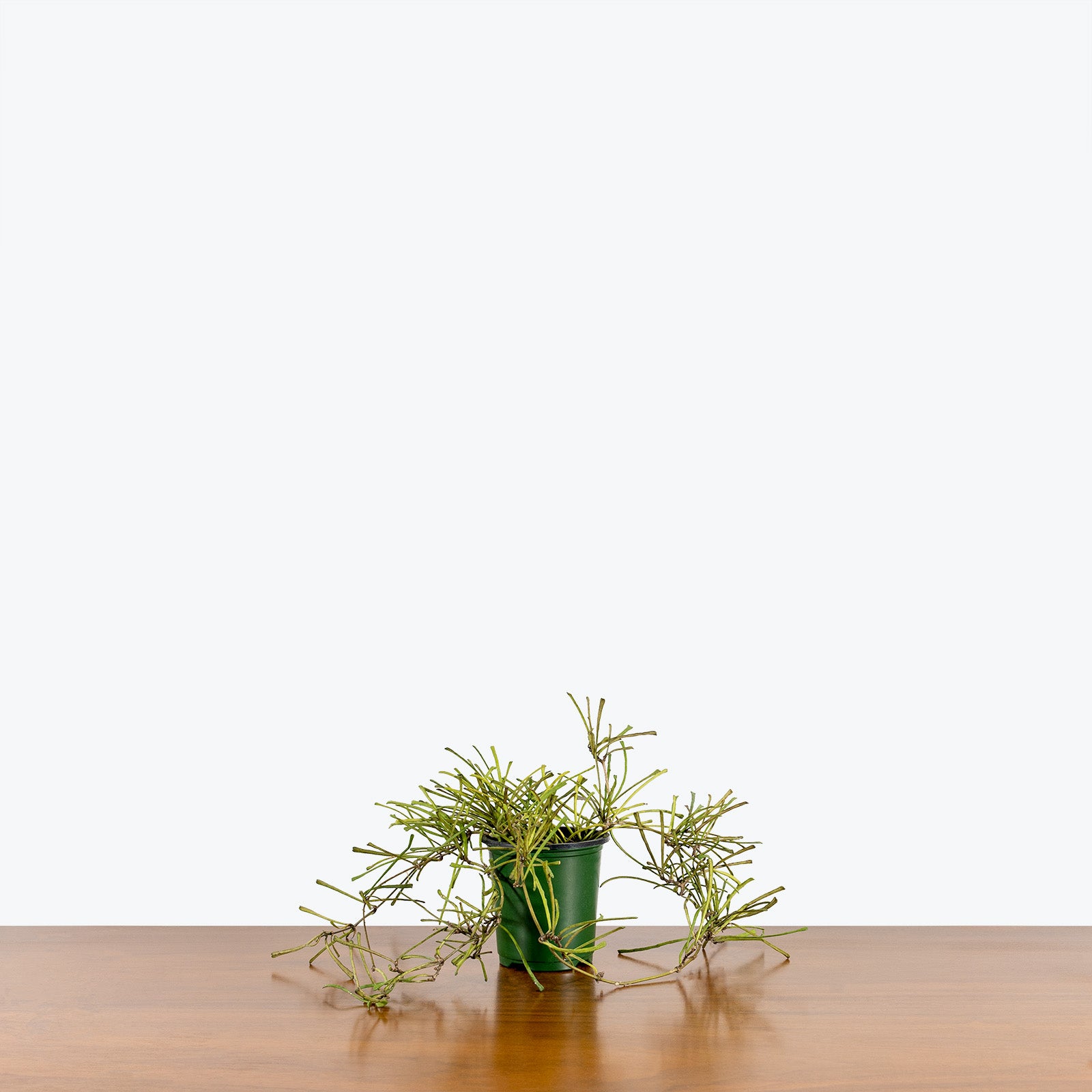 Hoya Retusa - House Plants Delivery Toronto - JOMO Studio