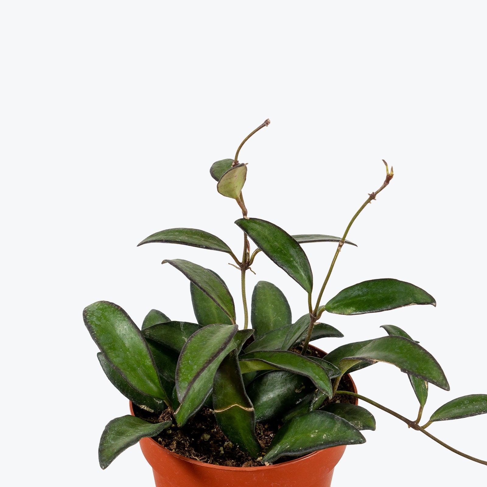 Hoya Rosita - House Plants Delivery Toronto - JOMO Studio