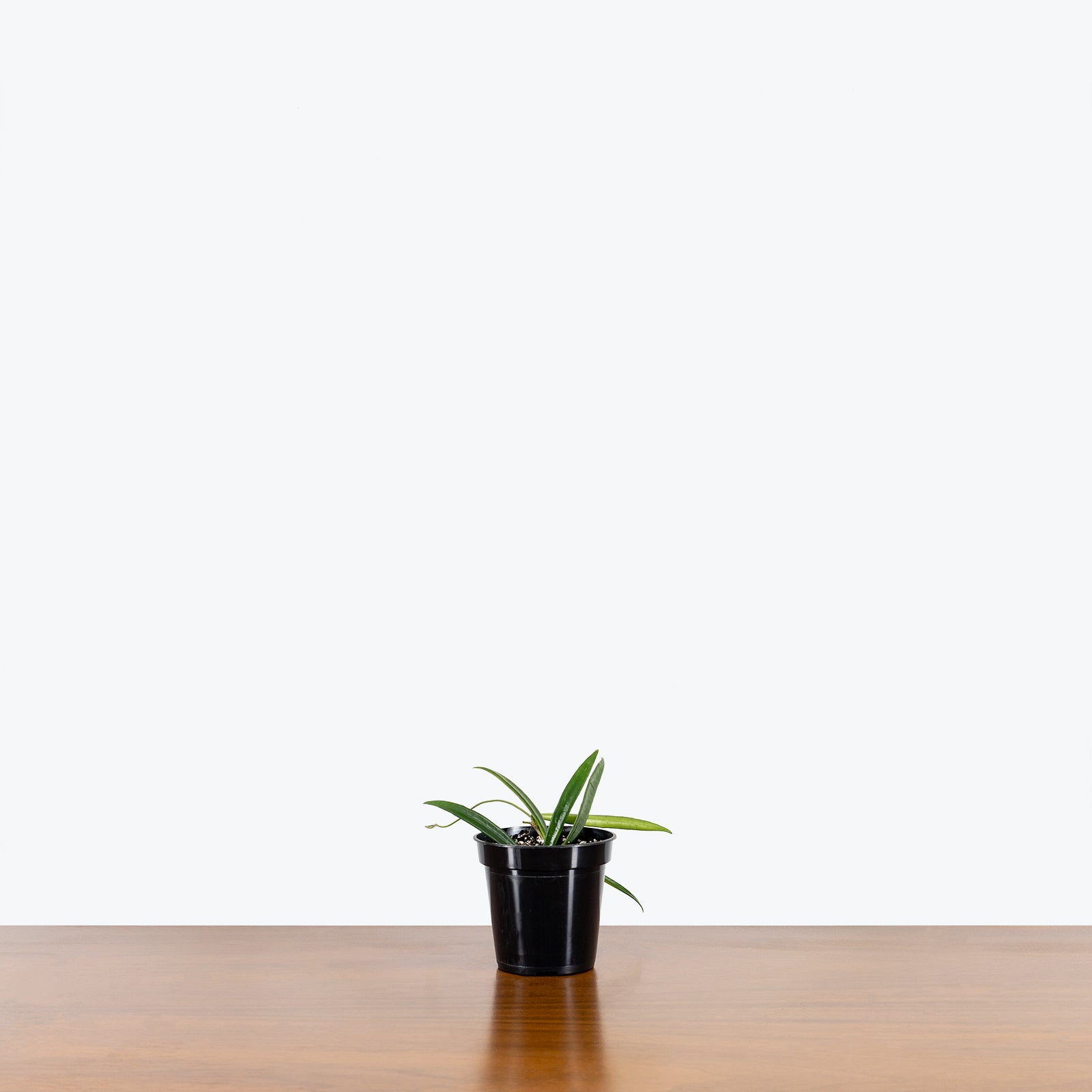 Hoya Shepherdii - House Plants Delivery Toronto - JOMO Studio