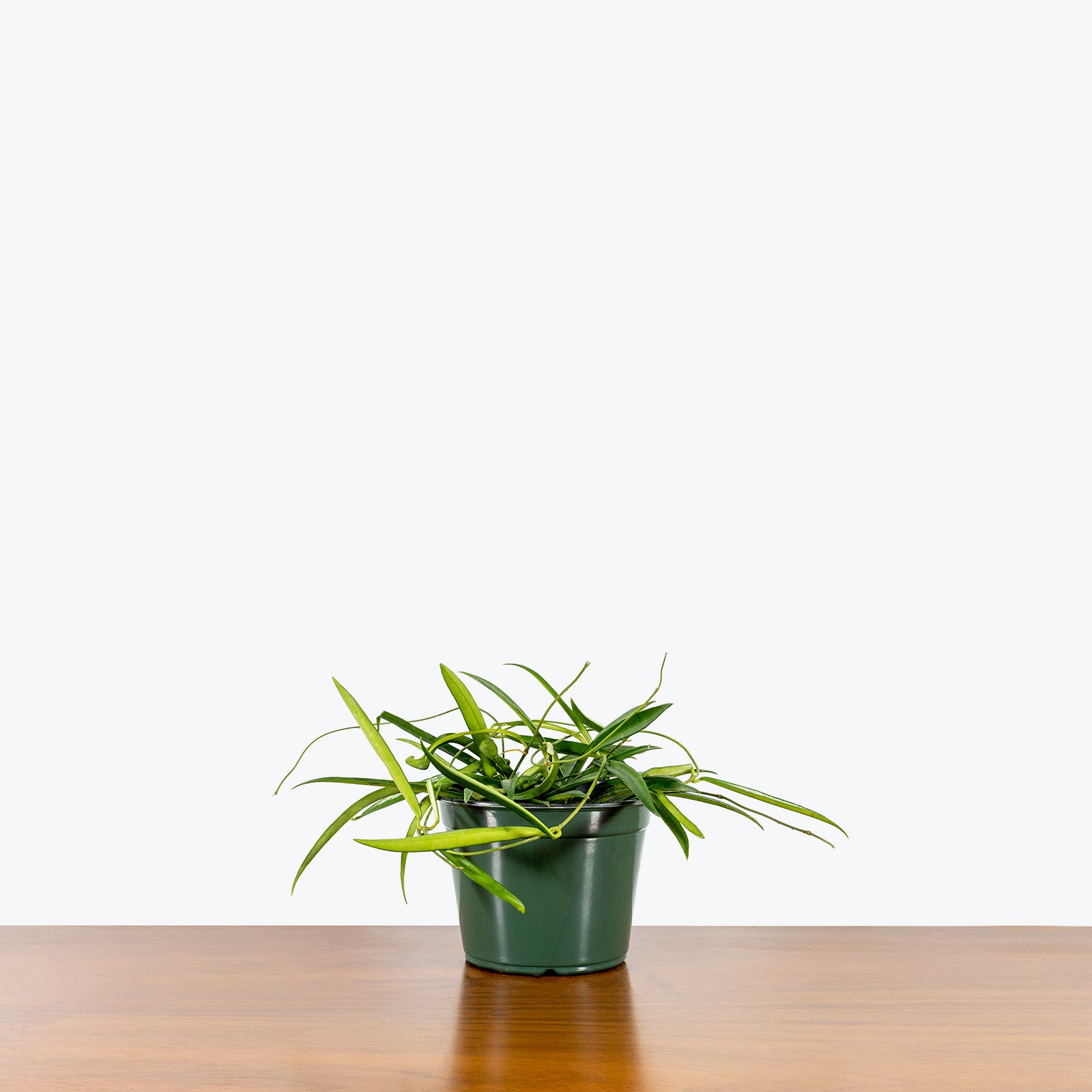Hoya Shepherdii - House Plants Delivery Toronto - JOMO Studio