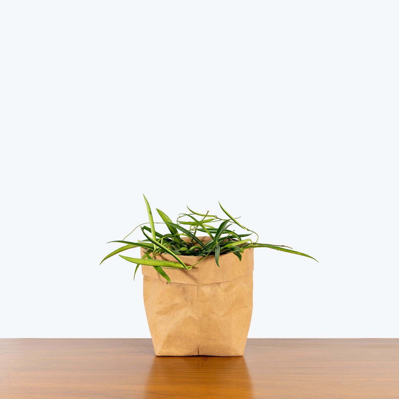 Hoya Shepherdii - House Plants Delivery Toronto - JOMO Studio