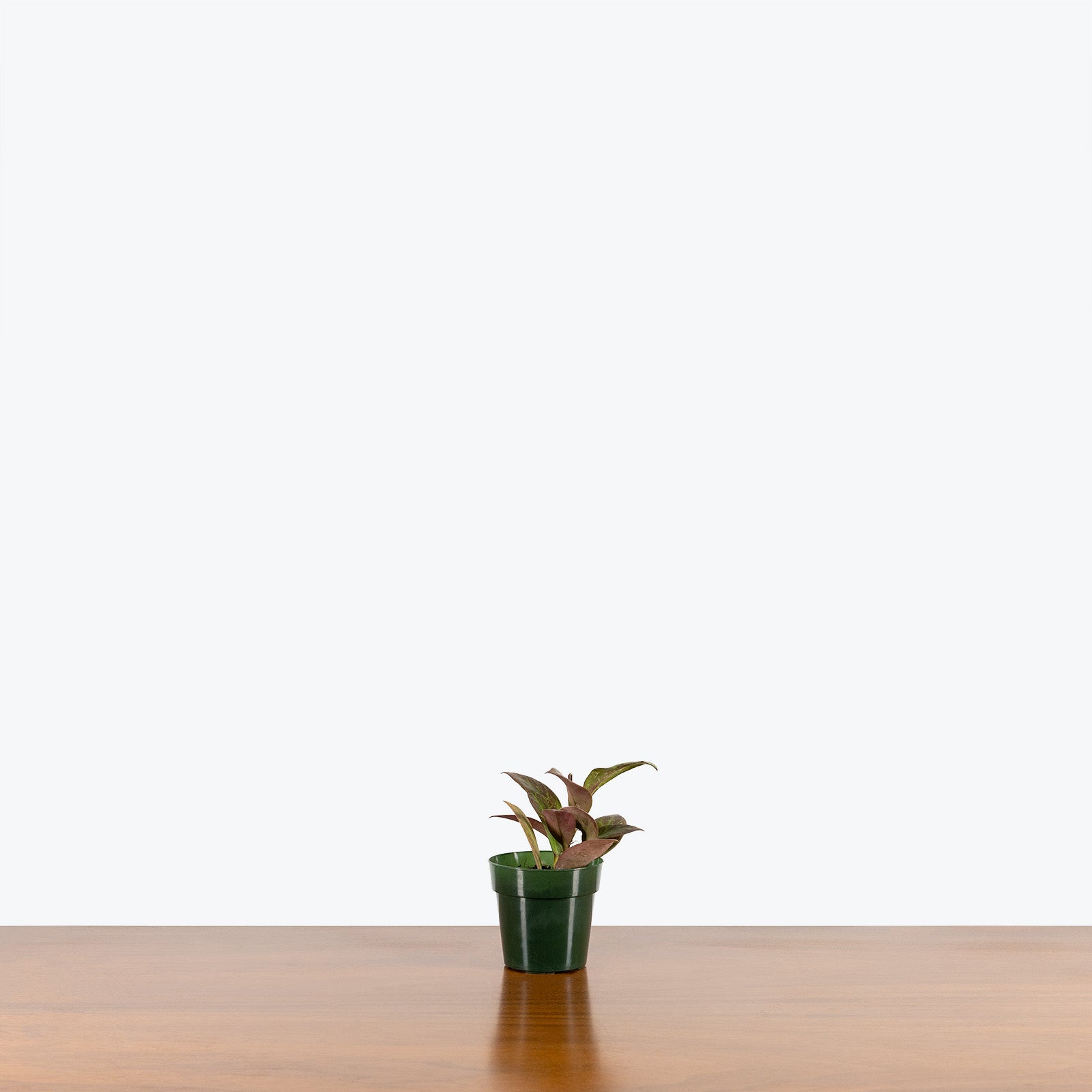 Hoya Sunrise | Care Guide and Pro Tips - Delivery from Toronto across Canada - JOMO Studio