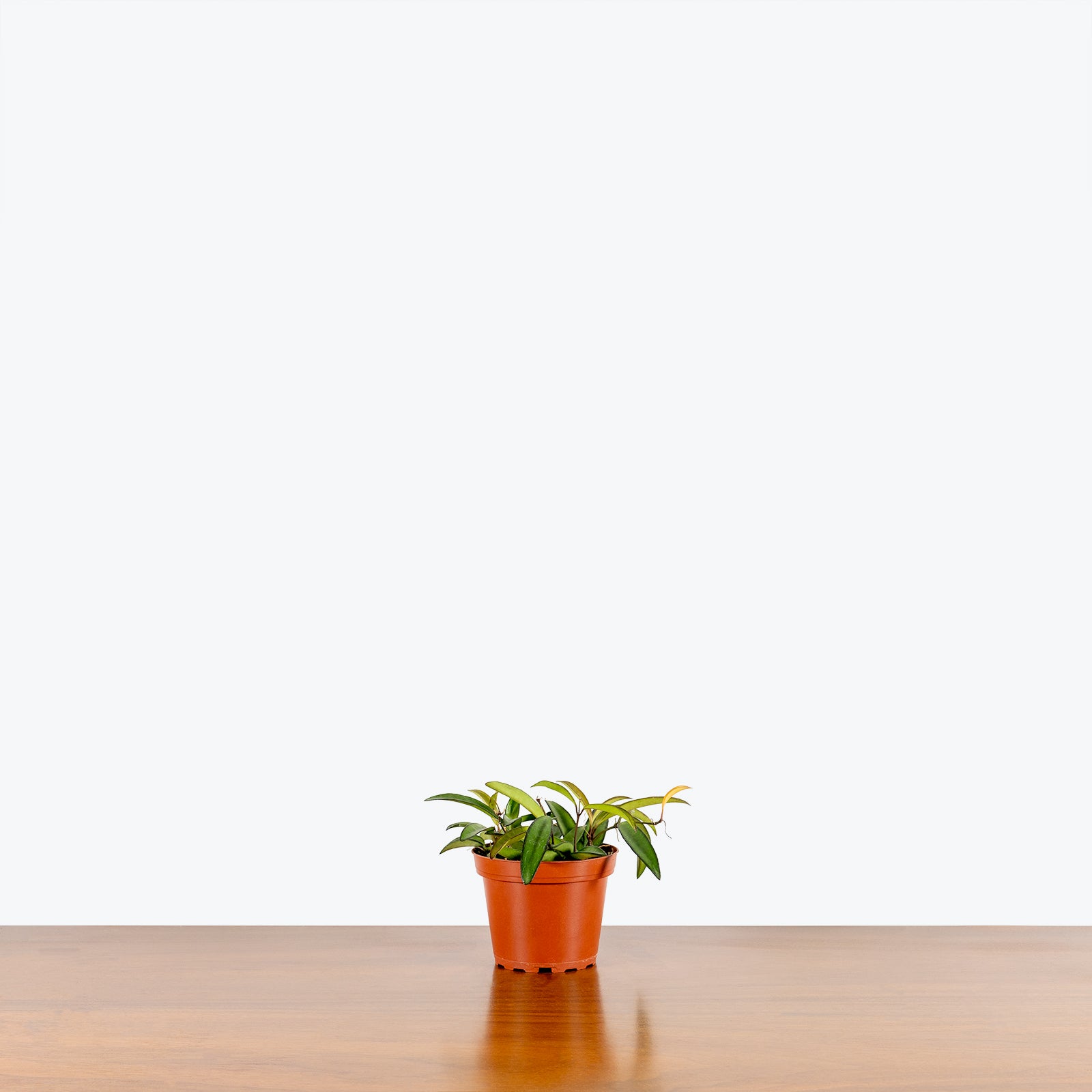 Hoya Wayetii - House Plants Delivery Toronto - JOMO Studio