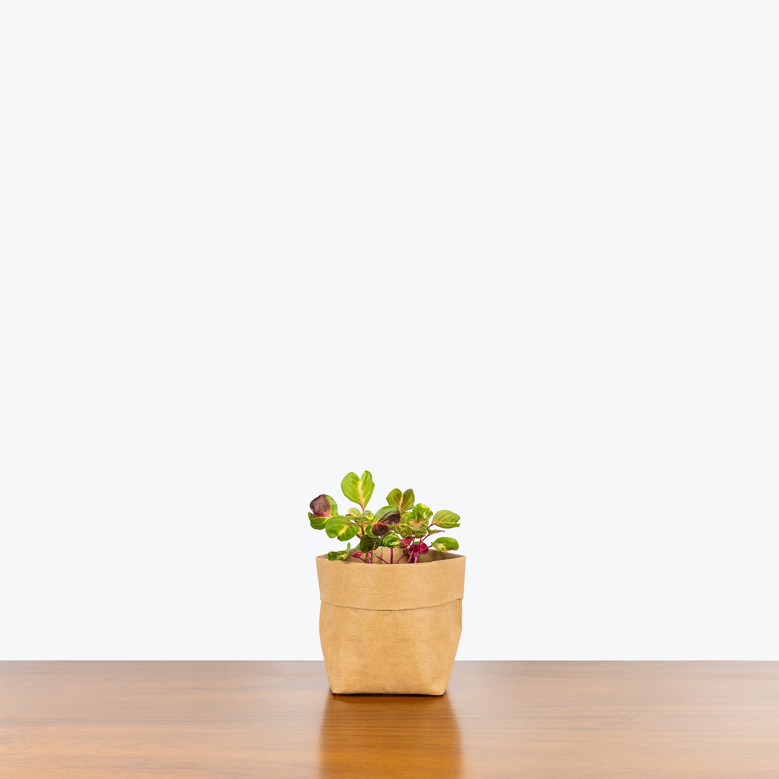 Iresine Herbstii Aureoreticulata | Care Guide and Pro Tips - Delivery from Toronto across Canada - JOMO Studio