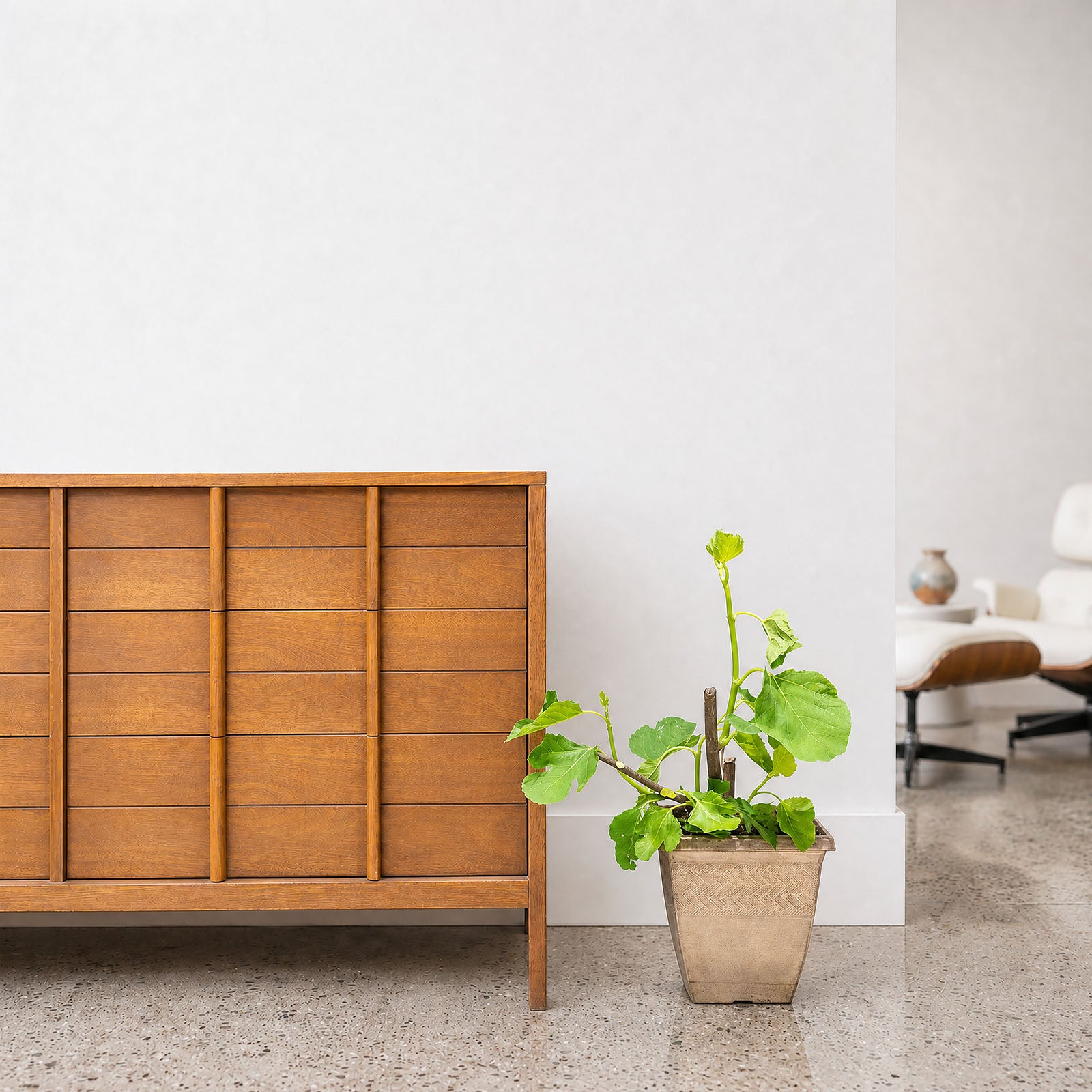 Italian Honey Fig - House Plants Delivery Toronto - JOMO Studio
