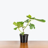 Italian Honey Fig — 6" Pot