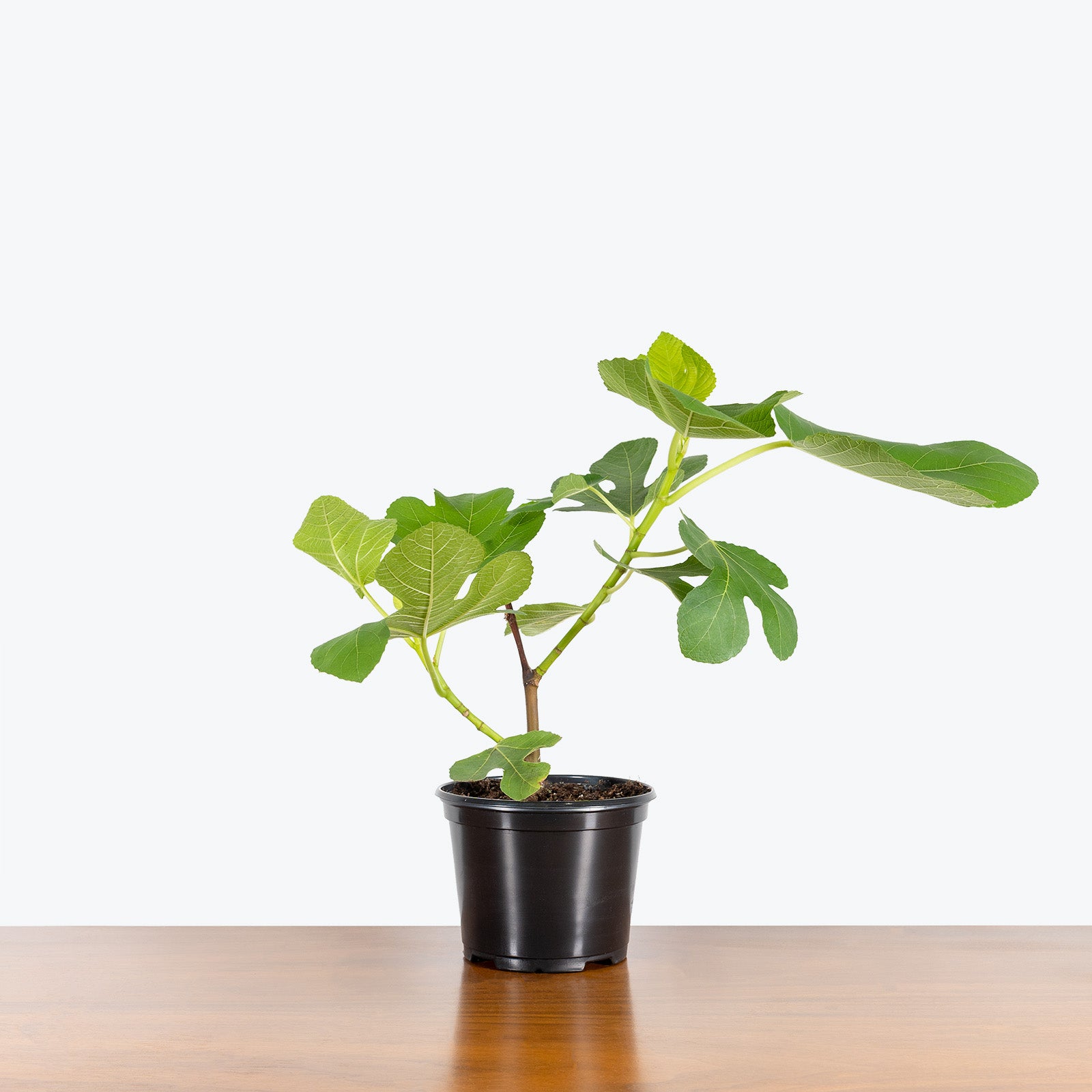 Italian Honey Fig - House Plants Delivery Toronto - JOMO Studio