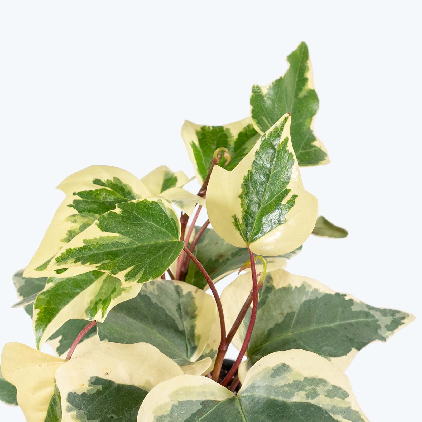 Ivy Marengo - Hedera algeriensis 'Gloire de Marengo' - House Plants Delivery Toronto - JOMO Studio