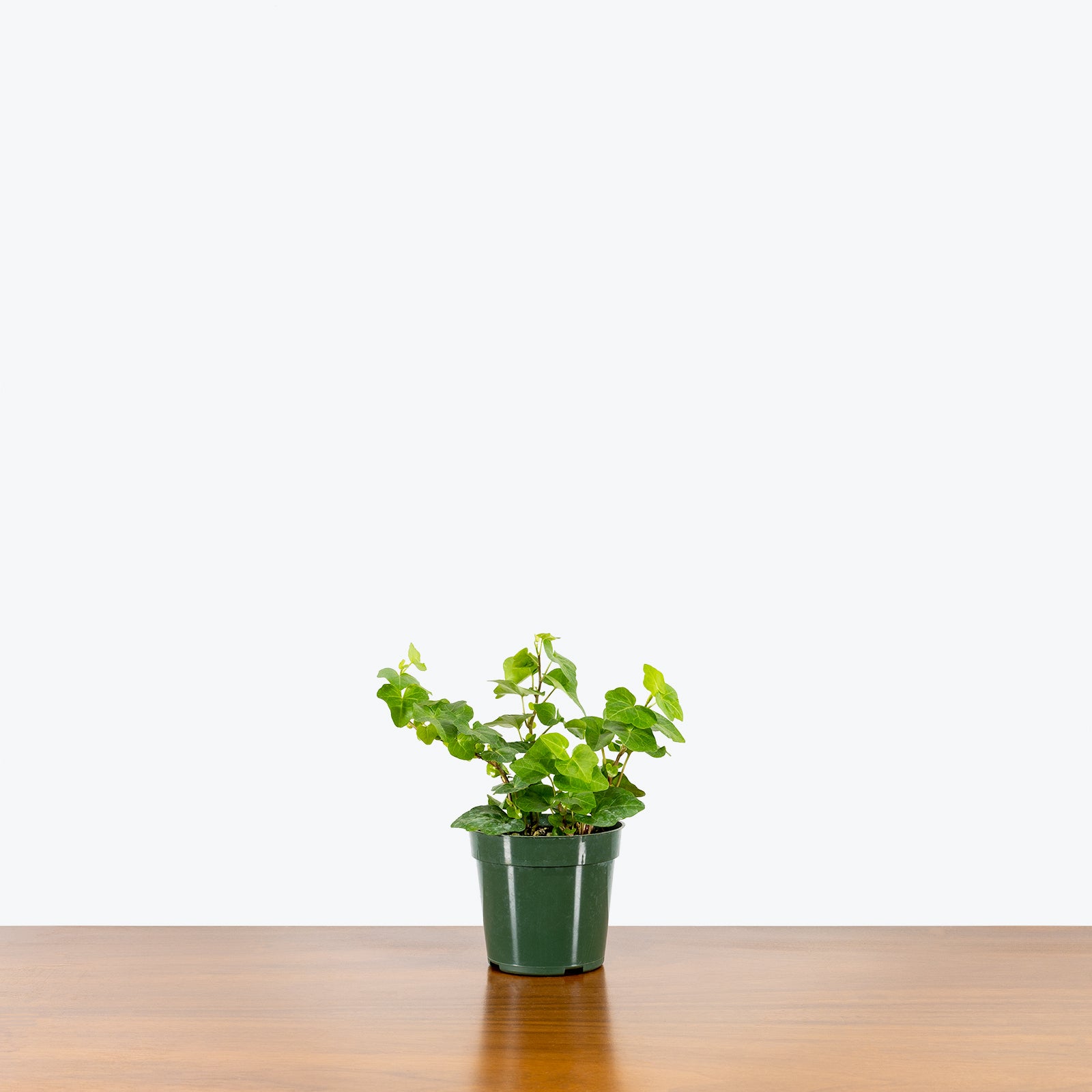 Hedera Helix - Ivy Wonder - House Plants Delivery Toronto - JOMO Studio