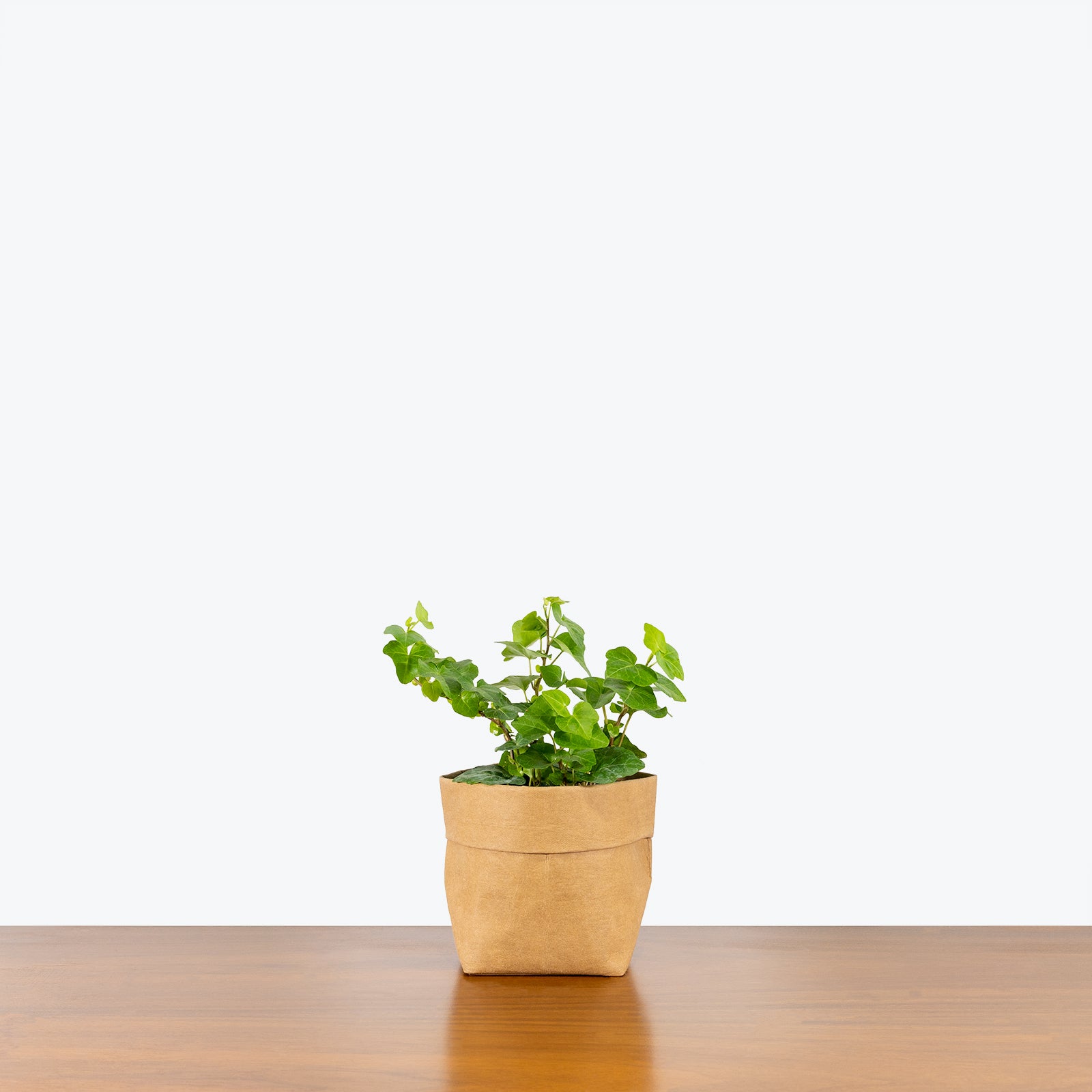 Hedera Helix - Ivy Wonder - House Plants Delivery Toronto - JOMO Studio
