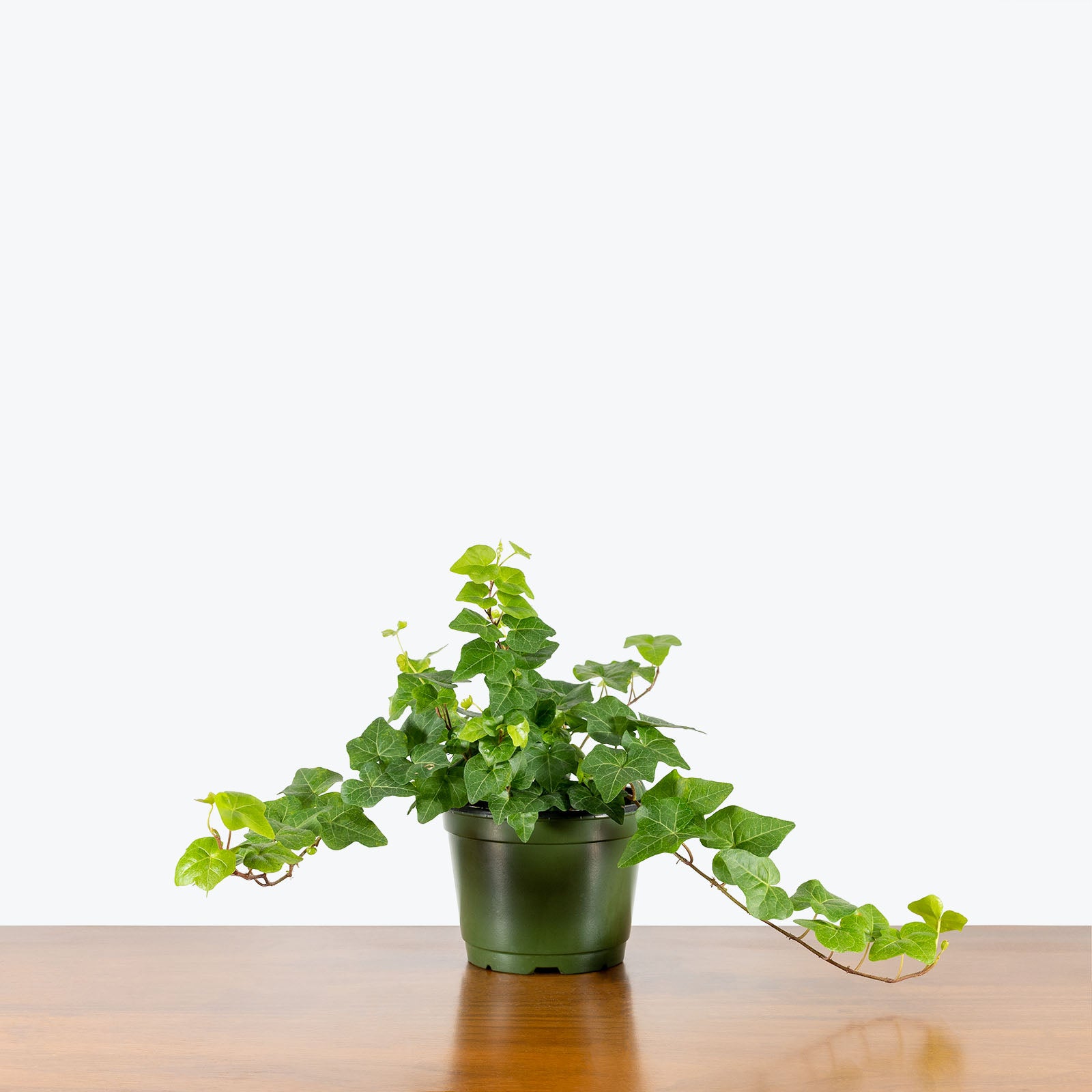 Hedera Helix - Ivy Wonder - House Plants Delivery Toronto - JOMO Studio