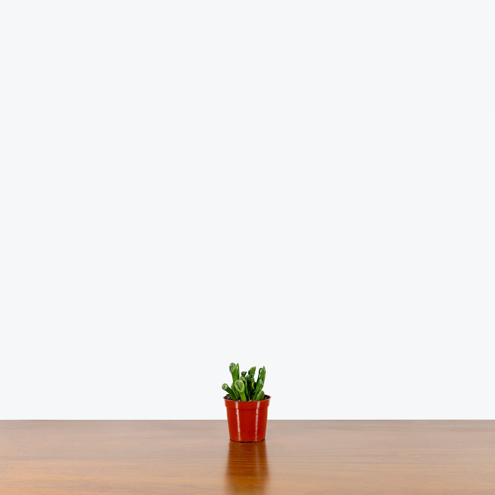 Jade Coral | Crassula ovata Gollum | Care Guide and Pro Tips - Delivery from Toronto across Canada - JOMO Studio