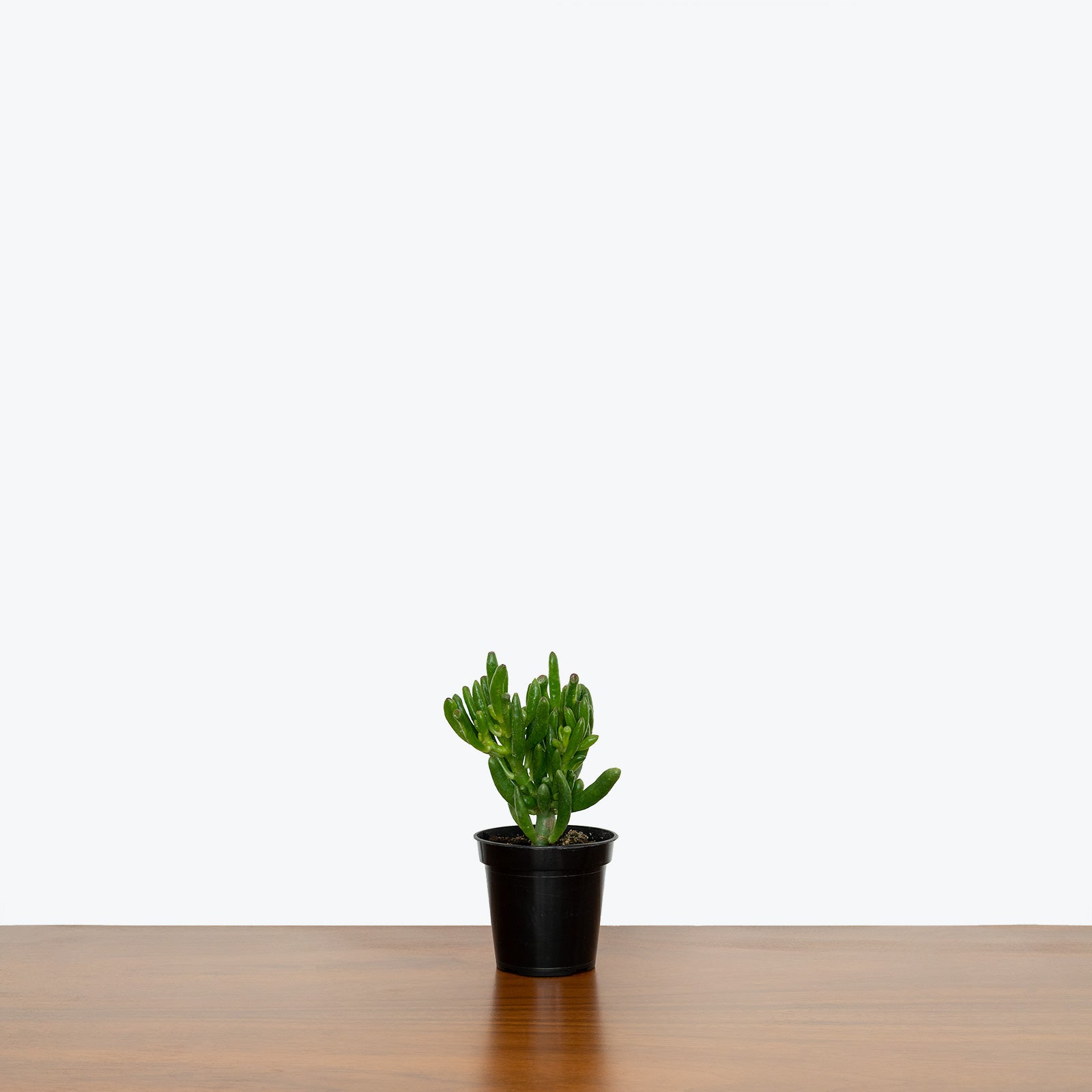 Jade Coral | Crassula ovata Gollum | Care Guide and Pro Tips - Delivery from Toronto across Canada - JOMO Studio