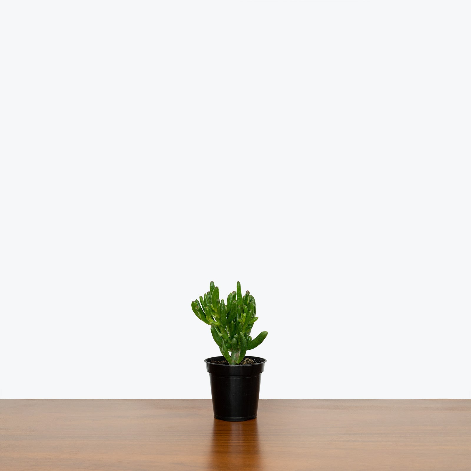 Jade Coral - Crassula ovata Gollum - House Plants Delivery Toronto - JOMO Studio