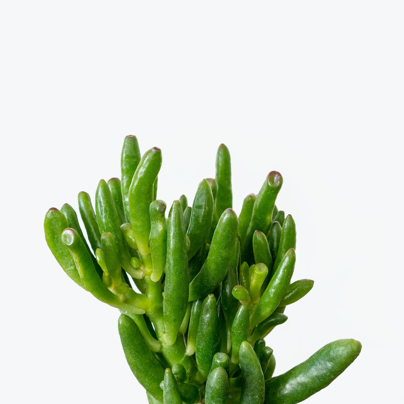 Jade Coral | Crassula ovata Gollum | Care Guide and Pro Tips - Delivery from Toronto across Canada - JOMO Studio