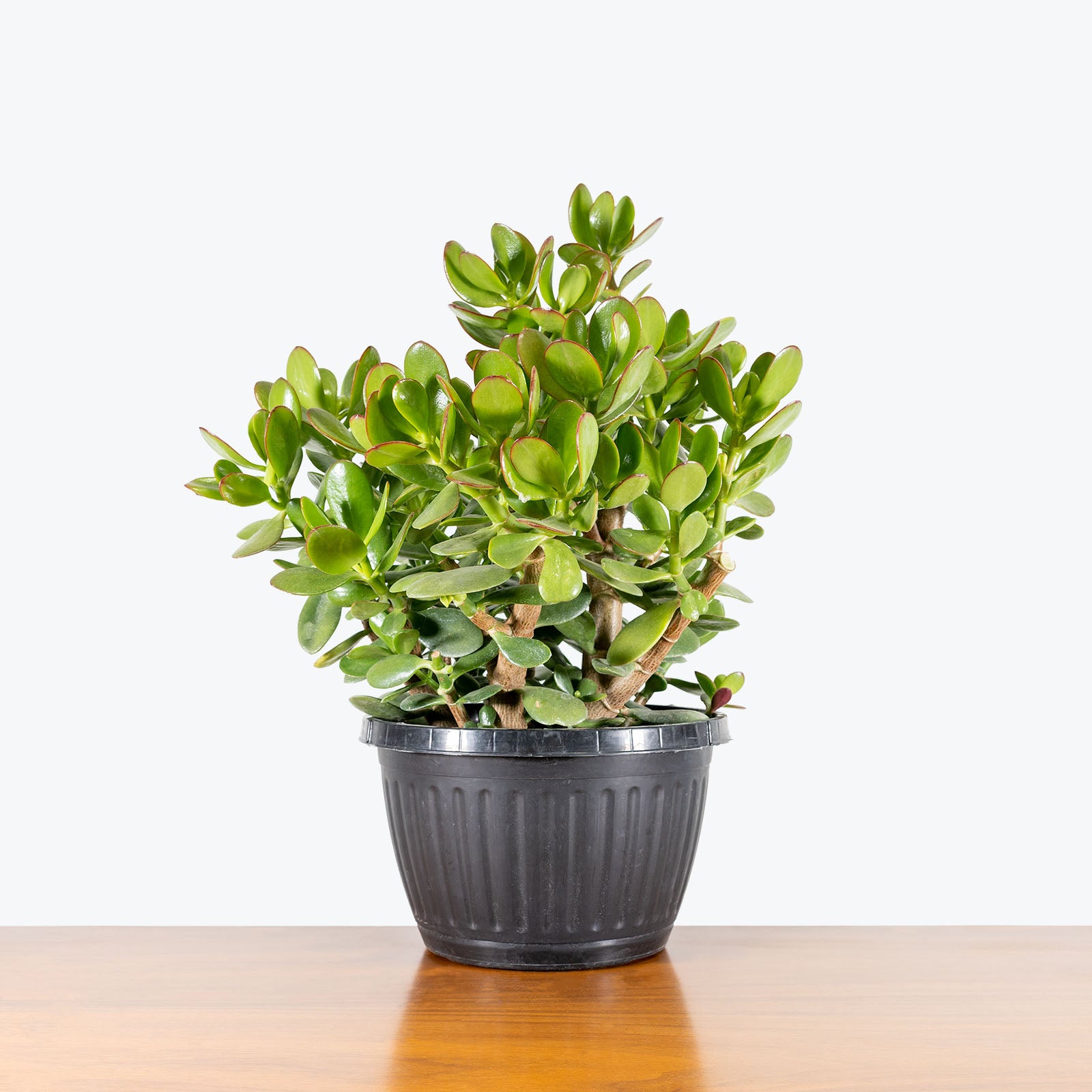 Jade Plant - Crassula Ovata - House Plants Delivery Toronto - JOMO Studio