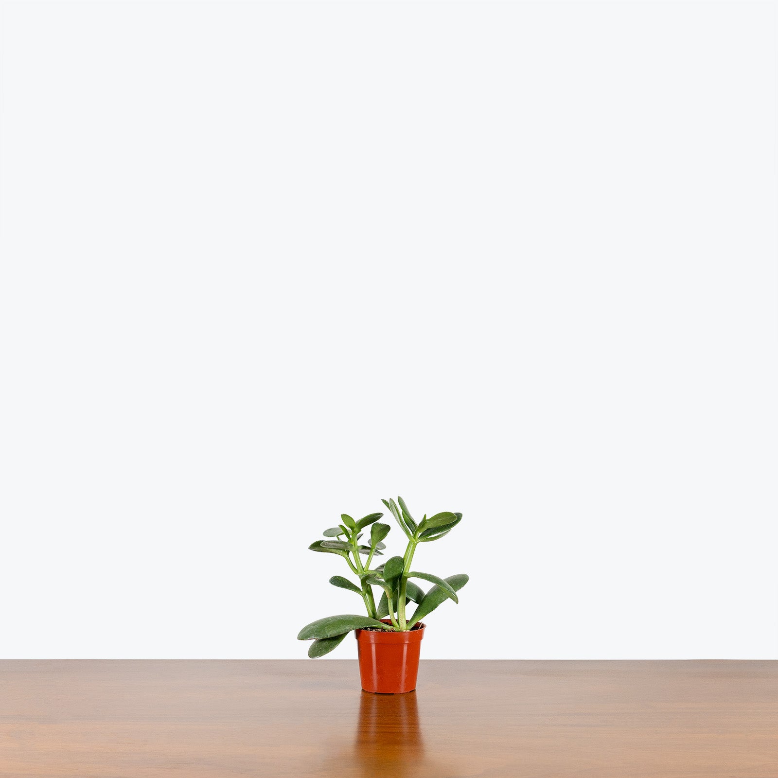 Jade Plant - Crassula Ovata - House Plants Delivery Toronto - JOMO Studio