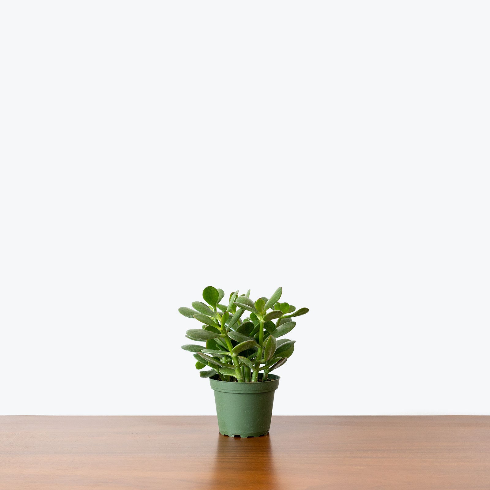 Jade Plant - Crassula Ovata - House Plants Delivery Toronto - JOMO Studio