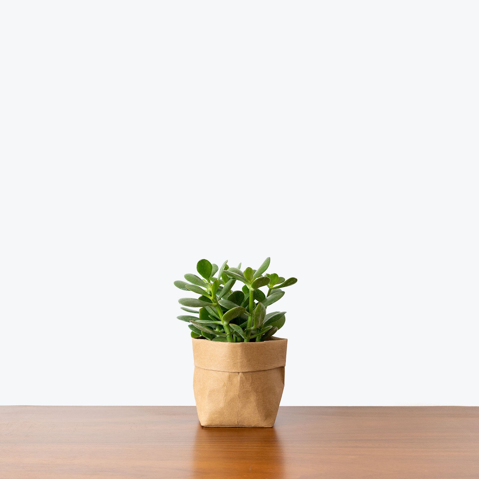 Jade Plant - Crassula Ovata - House Plants Delivery Toronto - JOMO Studio