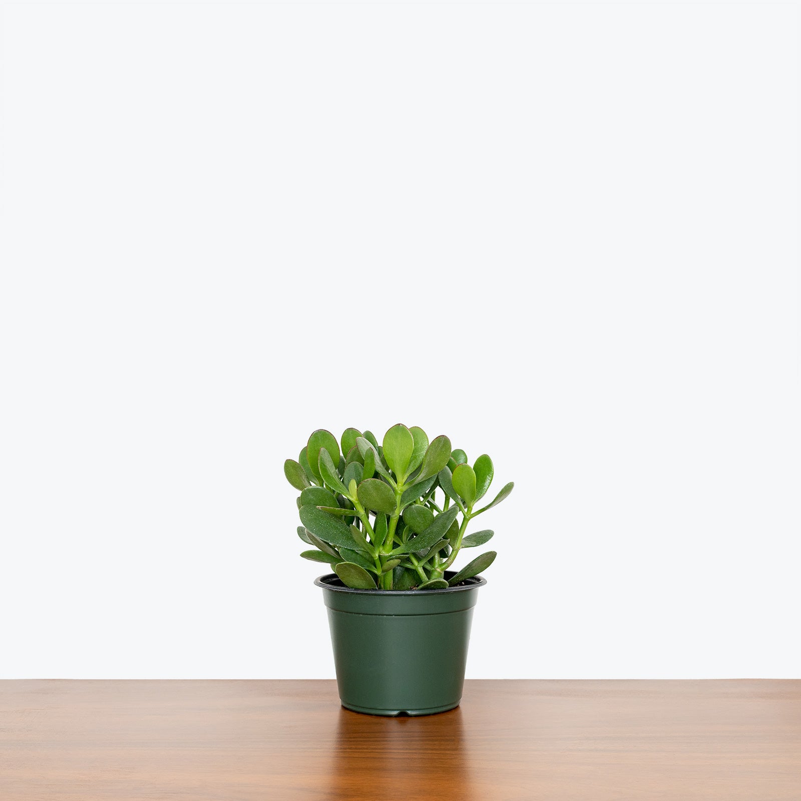 Jade Plant - Crassula Ovata - House Plants Delivery Toronto - JOMO Studio