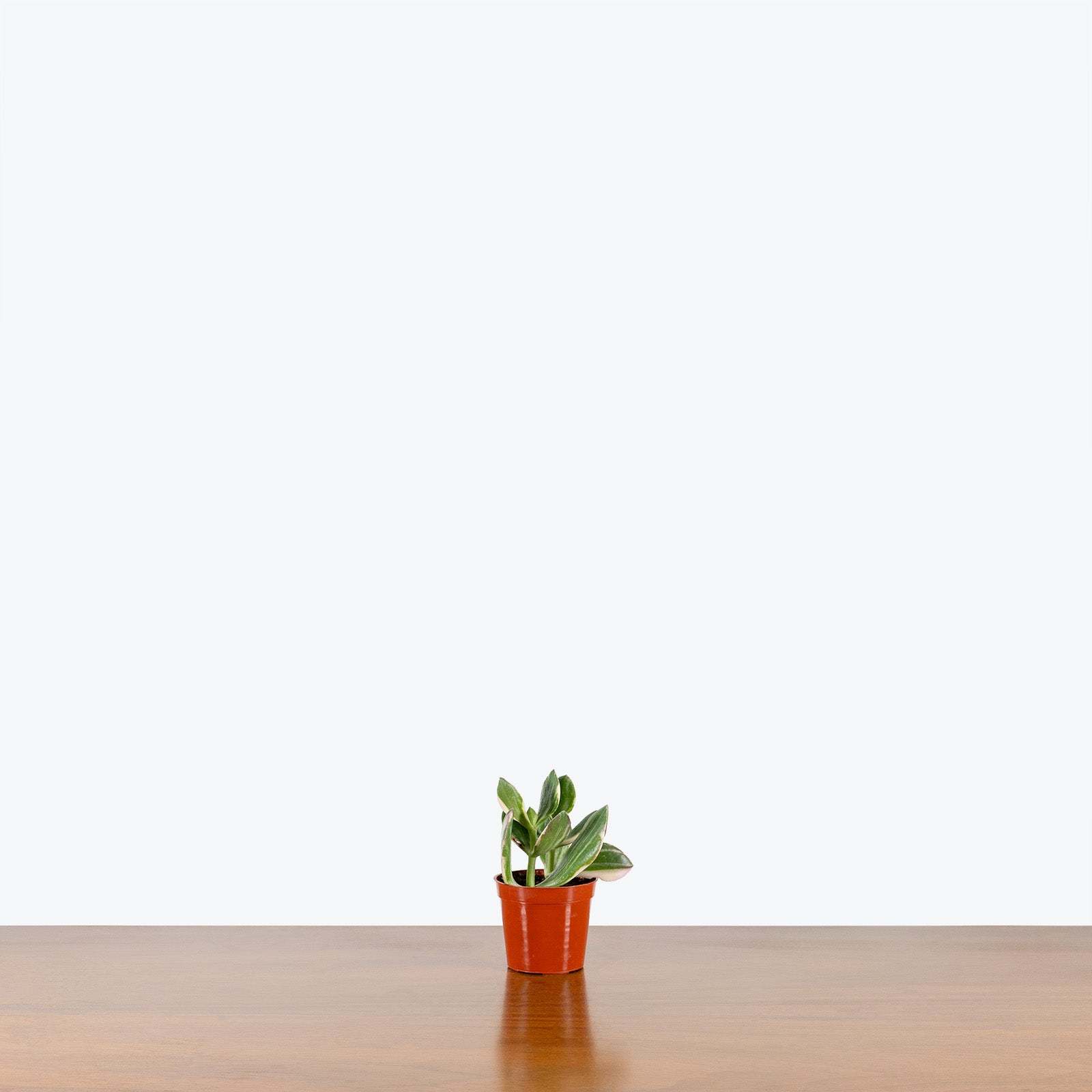Variegated Jade Plant | Crassula Ovata Tricolor | Care Guide and Pro Tips - Delivery from Toronto across Canada - JOMO Studio