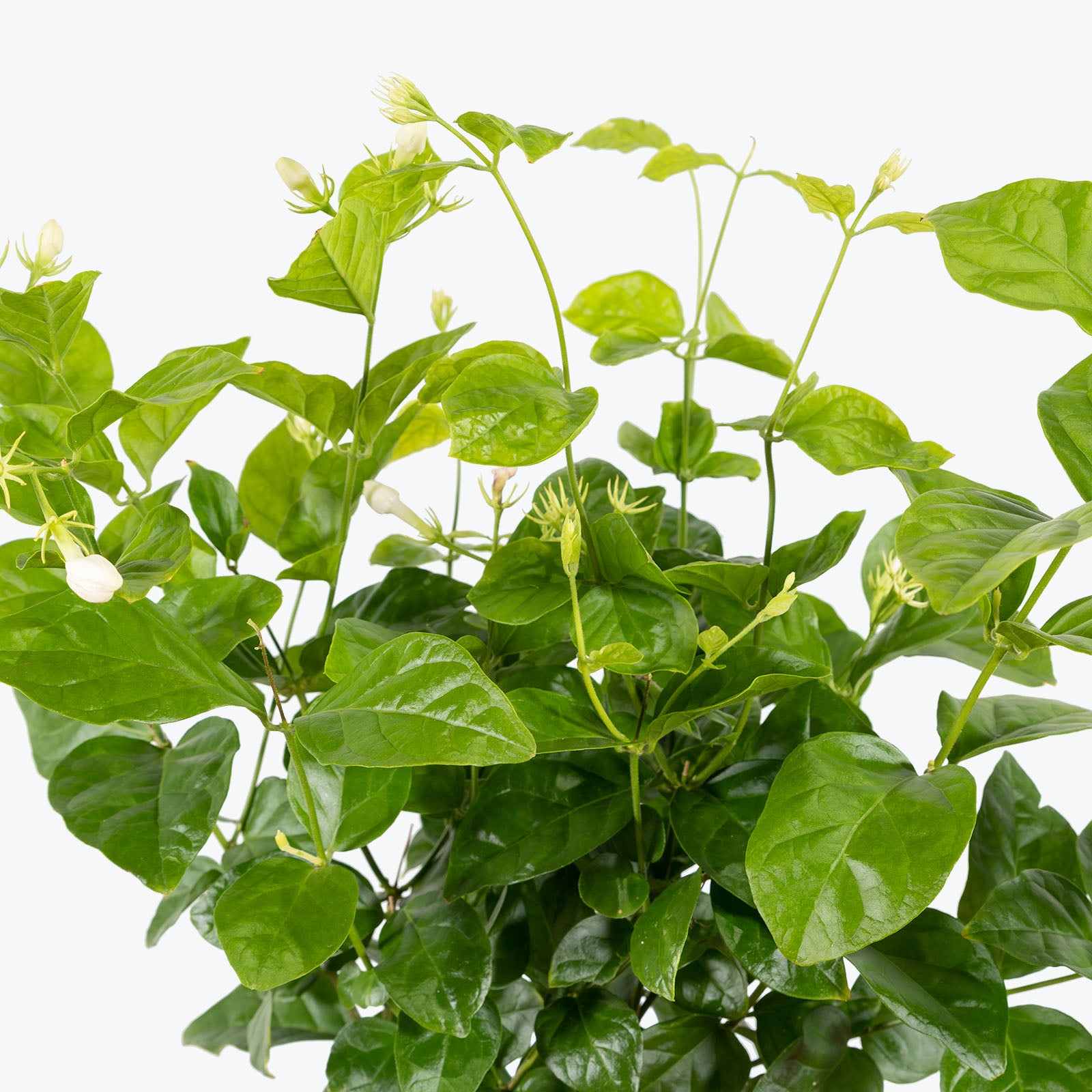 Jasmine Sambac | Arabian Jasmine | Maid of Orleans Jasmine | Care Guide and Pro Tips - Delivery from Toronto across Canada - JOMO Studio