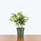 Jasmine Sambac — 6" Pot (blemishes expected)
