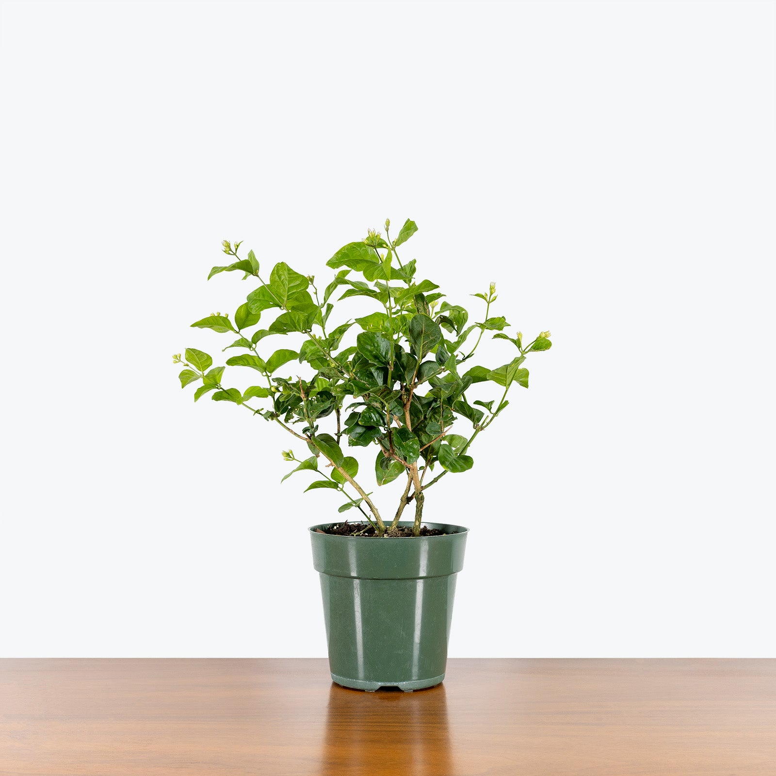 Jasmine Sambac - Arabian Jasmine - House Plants Delivery Toronto - JOMO Studio