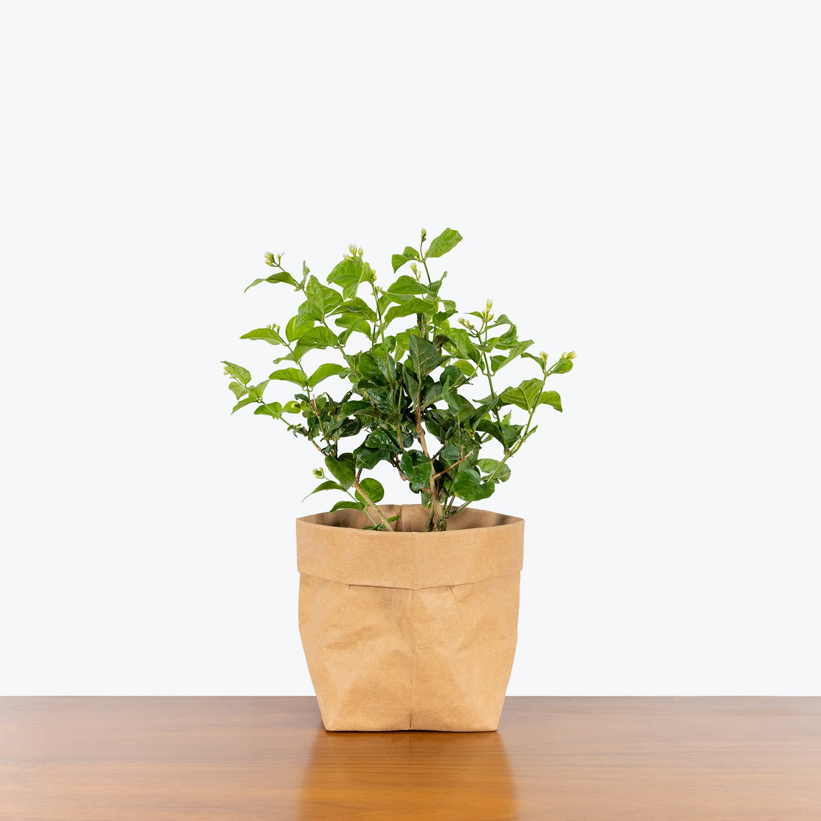 Jasmine Sambac | Arabian Jasmine | Maid of Orleans Jasmine | Care Guide and Pro Tips - Delivery from Toronto across Canada - JOMO Studio