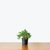 Juniper Bonsai — 4" Pot