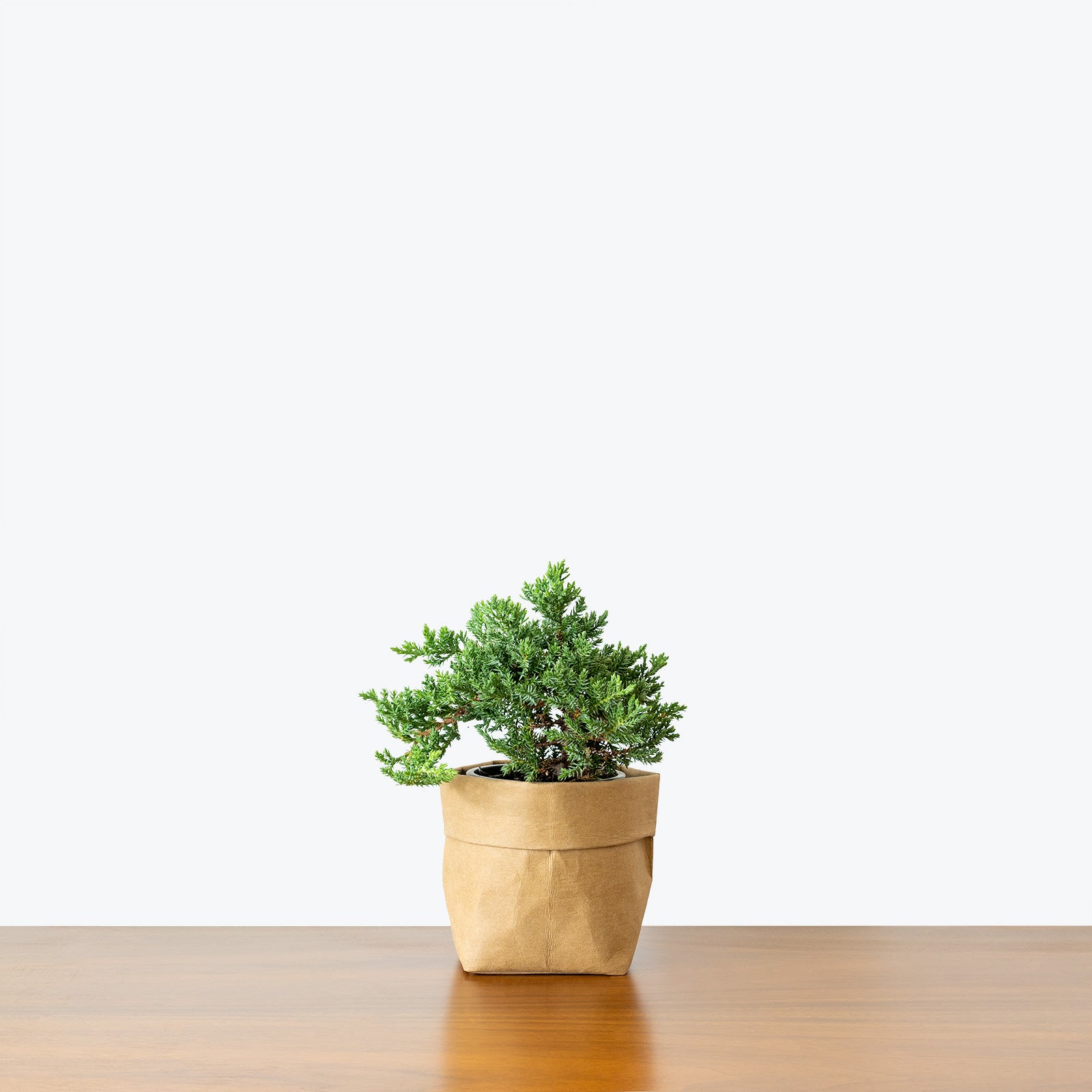 Juniper Bonsai | Care Guide and Pro Tips - Delivery from Toronto across Canada - JOMO Studio