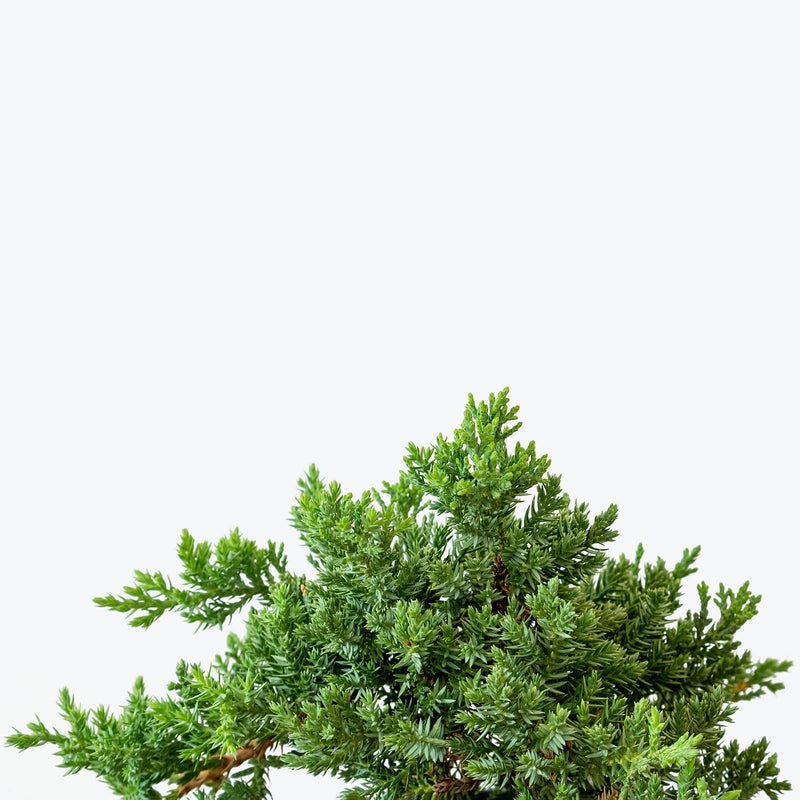 Juniper Bonsai | Care Guide and Pro Tips - Delivery from Toronto across Canada - JOMO Studio