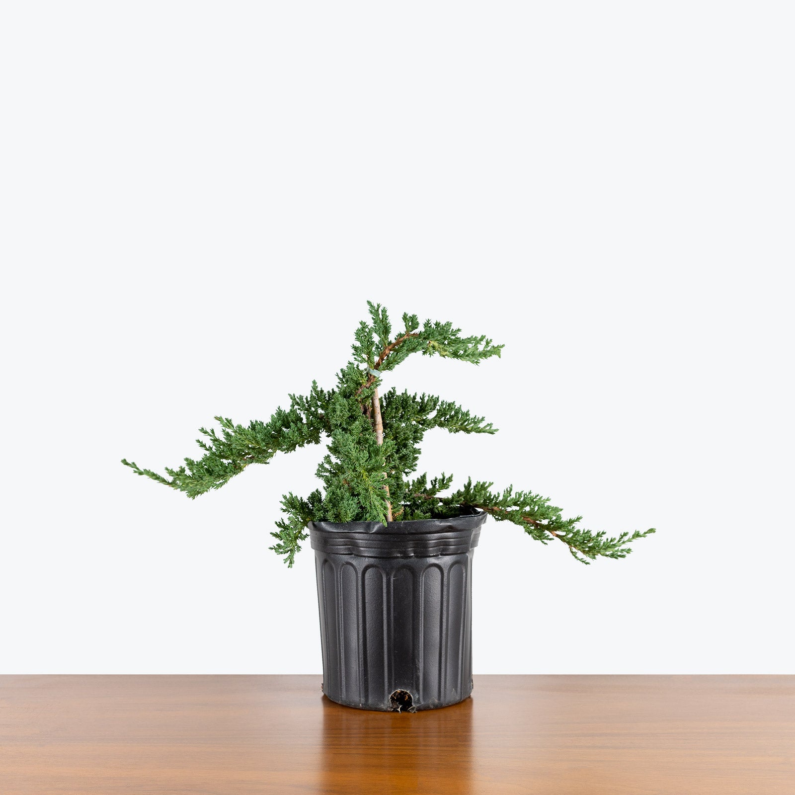 Juniper Bonsai | Care Guide and Pro Tips - Delivery from Toronto across Canada - JOMO Studio